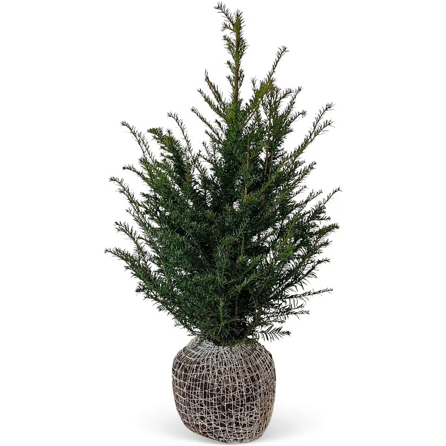 Eibe Set à 45 Stück Höhe ca. 80 - 100 cm Ballenware Taxus baccata günstig online kaufen