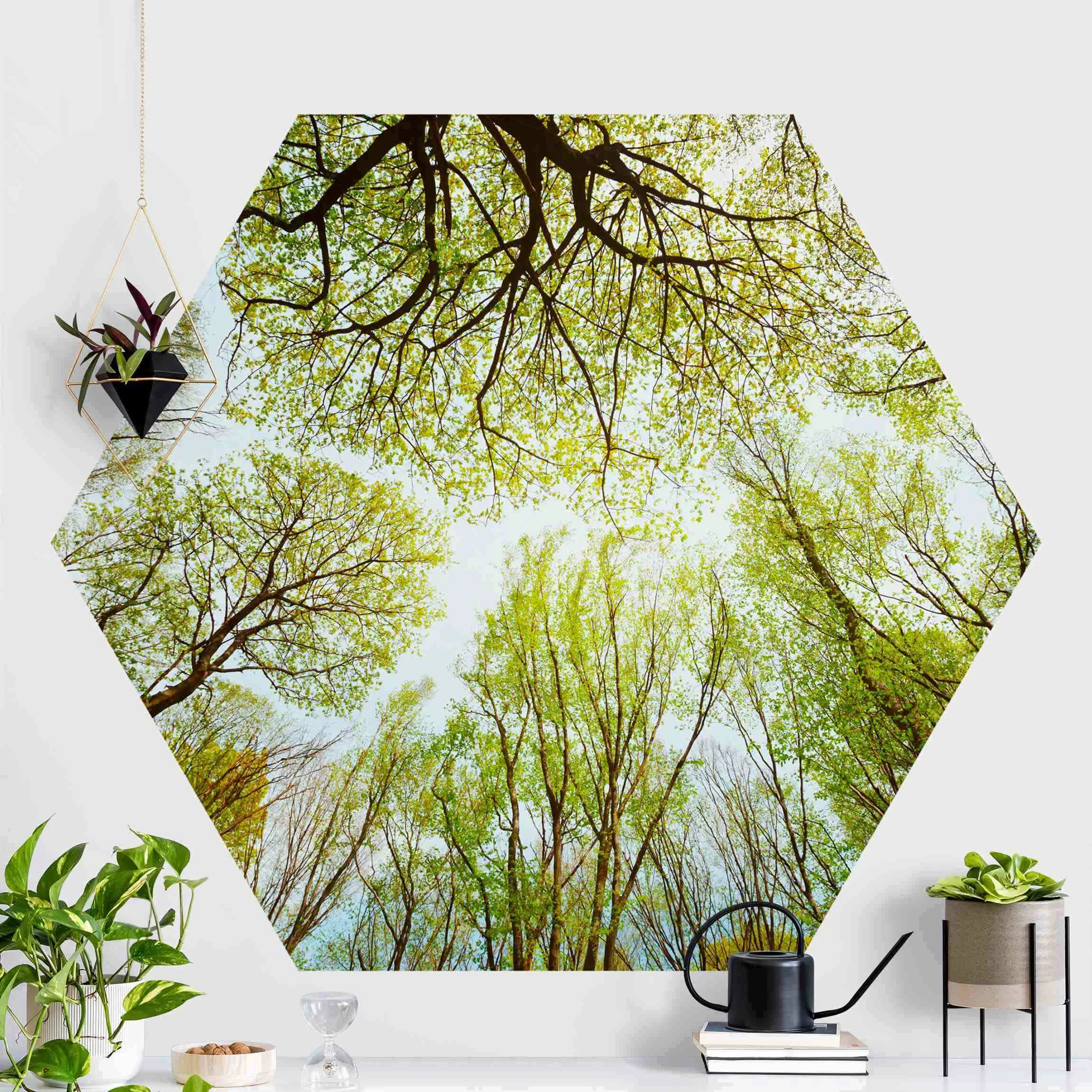Hexagon Mustertapete selbstklebend Blick in Baumkronen günstig online kaufen