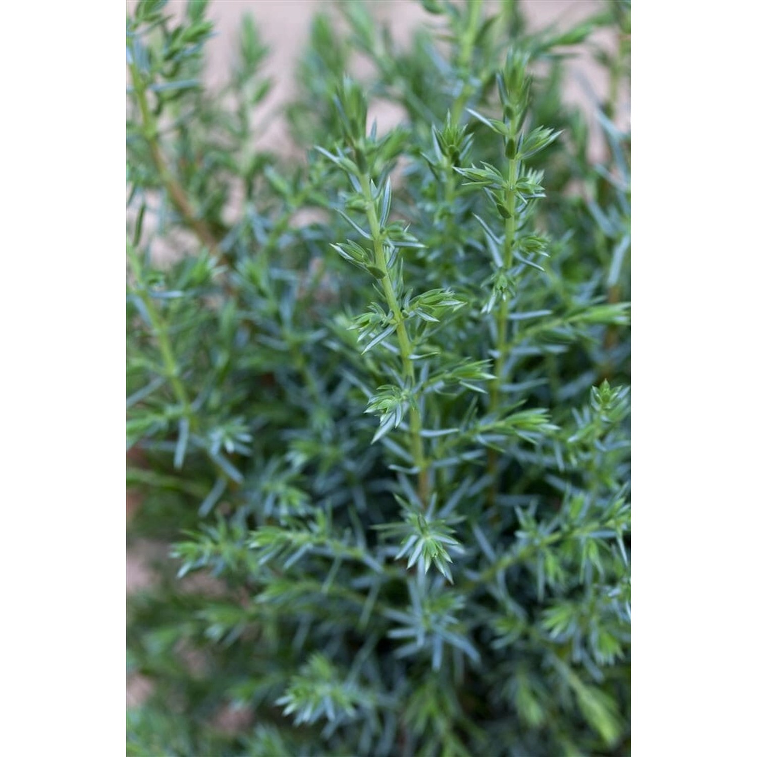 Juniperus Communis Sentinel Wacholder 30–40 cm günstig online kaufen