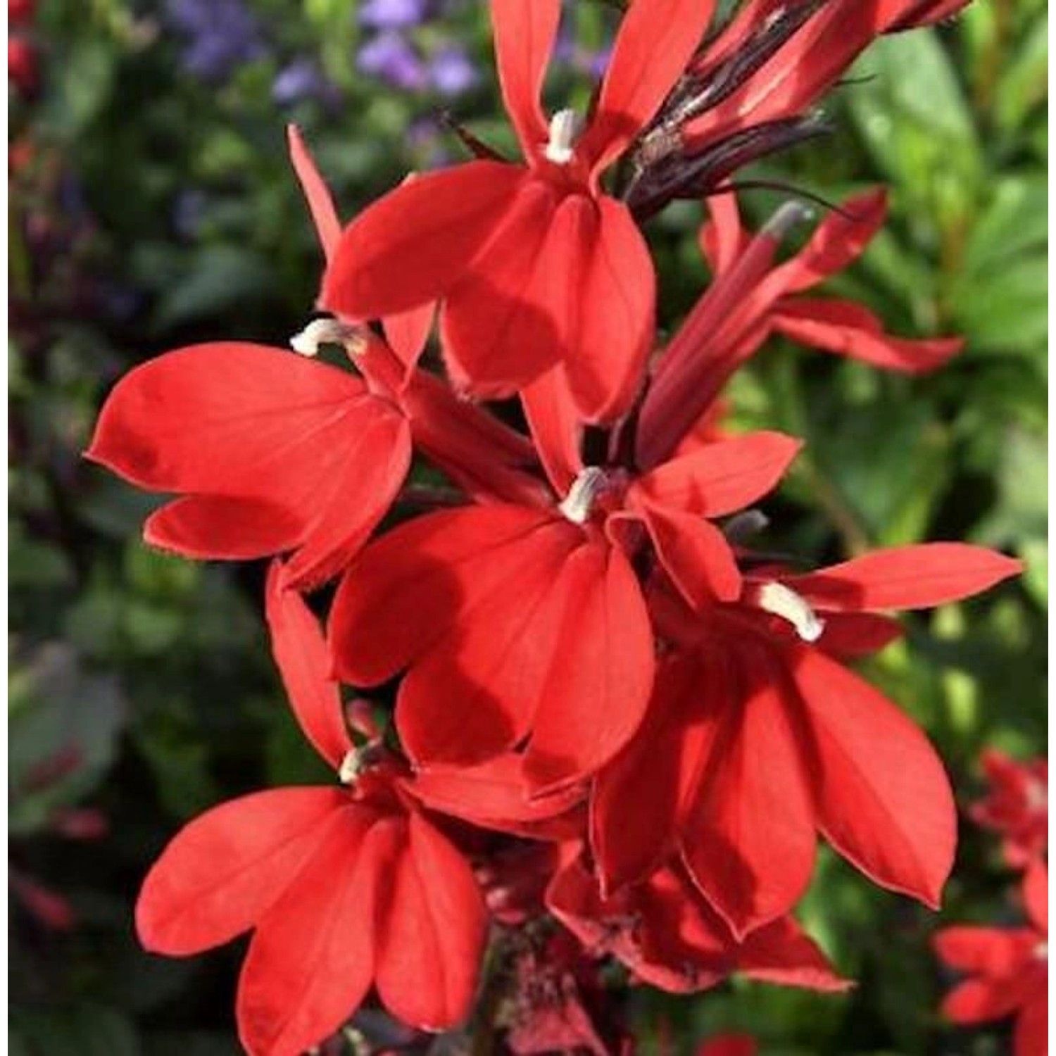 Prachtlobelie Scarlet - Lobelia speciosa Scarlet günstig online kaufen