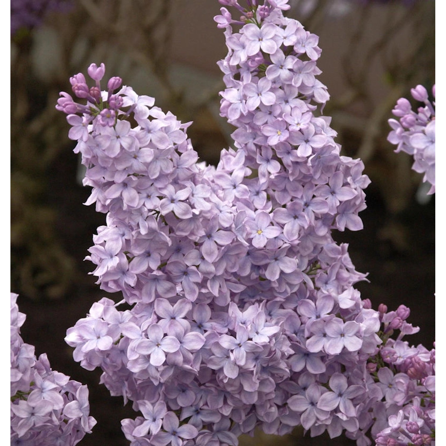 Edelflieder Michael Buchner 125-150cm - Syringa vulgaris günstig online kaufen