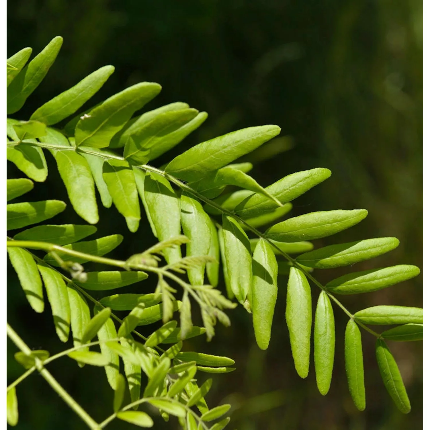 Lederhülsenbaum 80-100cm - Gleditsia triacanthos günstig online kaufen