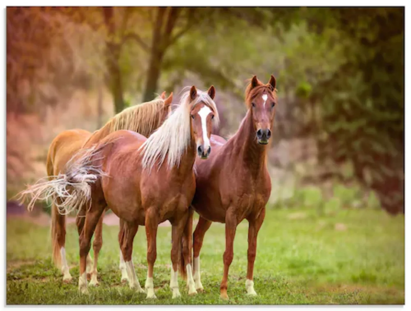 Artland Glasbild "Pferde in den Feldern I", Haustiere, (1 St.), in verschie günstig online kaufen