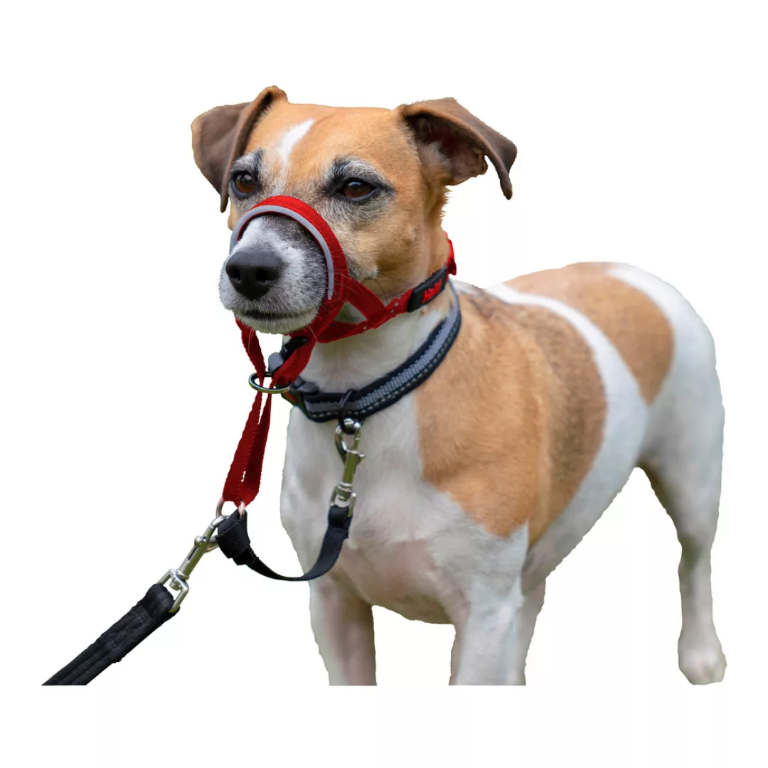 Dressurhalsband Für Hunde Company Of Animals Halti Maulkorb (40-54 Cm) günstig online kaufen