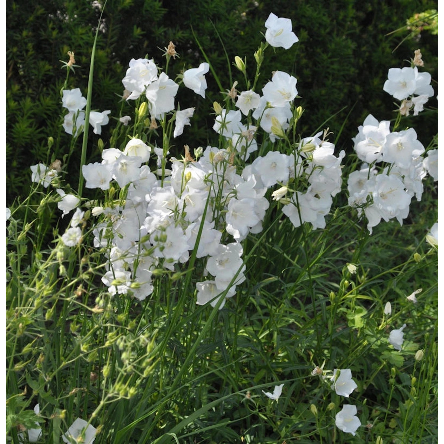 Pfirsichblütige Glockenblume Alba - campanula persicifolia günstig online kaufen