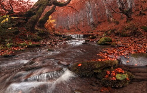 Papermoon Fototapete »Fluss im Wald« günstig online kaufen