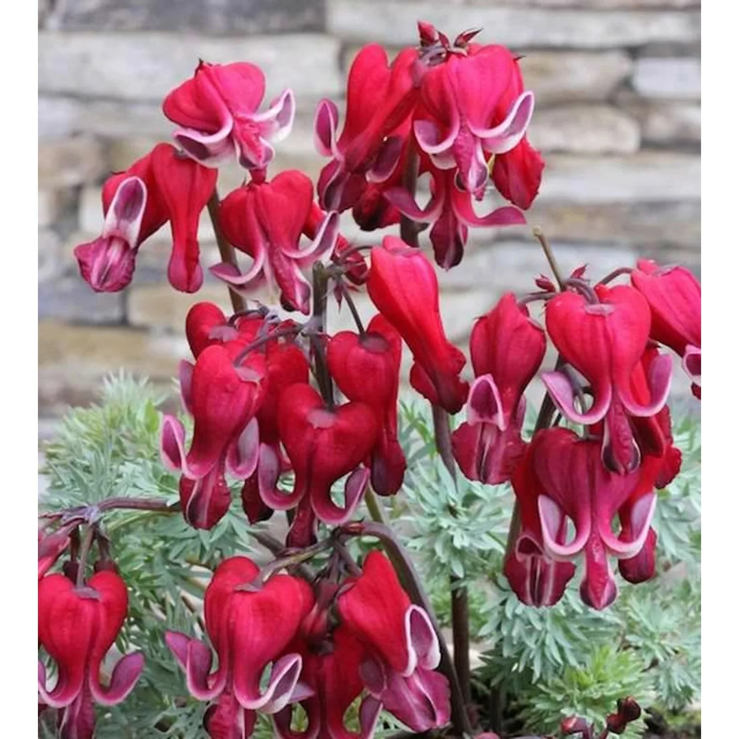 Zwergherzblume Burning Hearts - Dicentra formosa günstig online kaufen