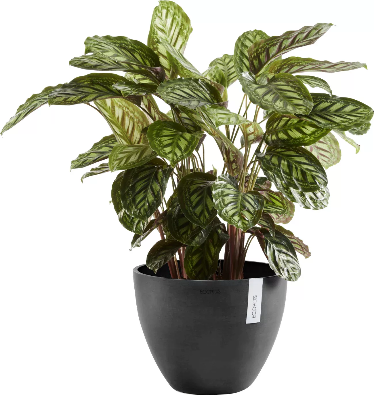 Ecopots Pflanztopf Antwerp Dunkelgrau 30 cm günstig online kaufen