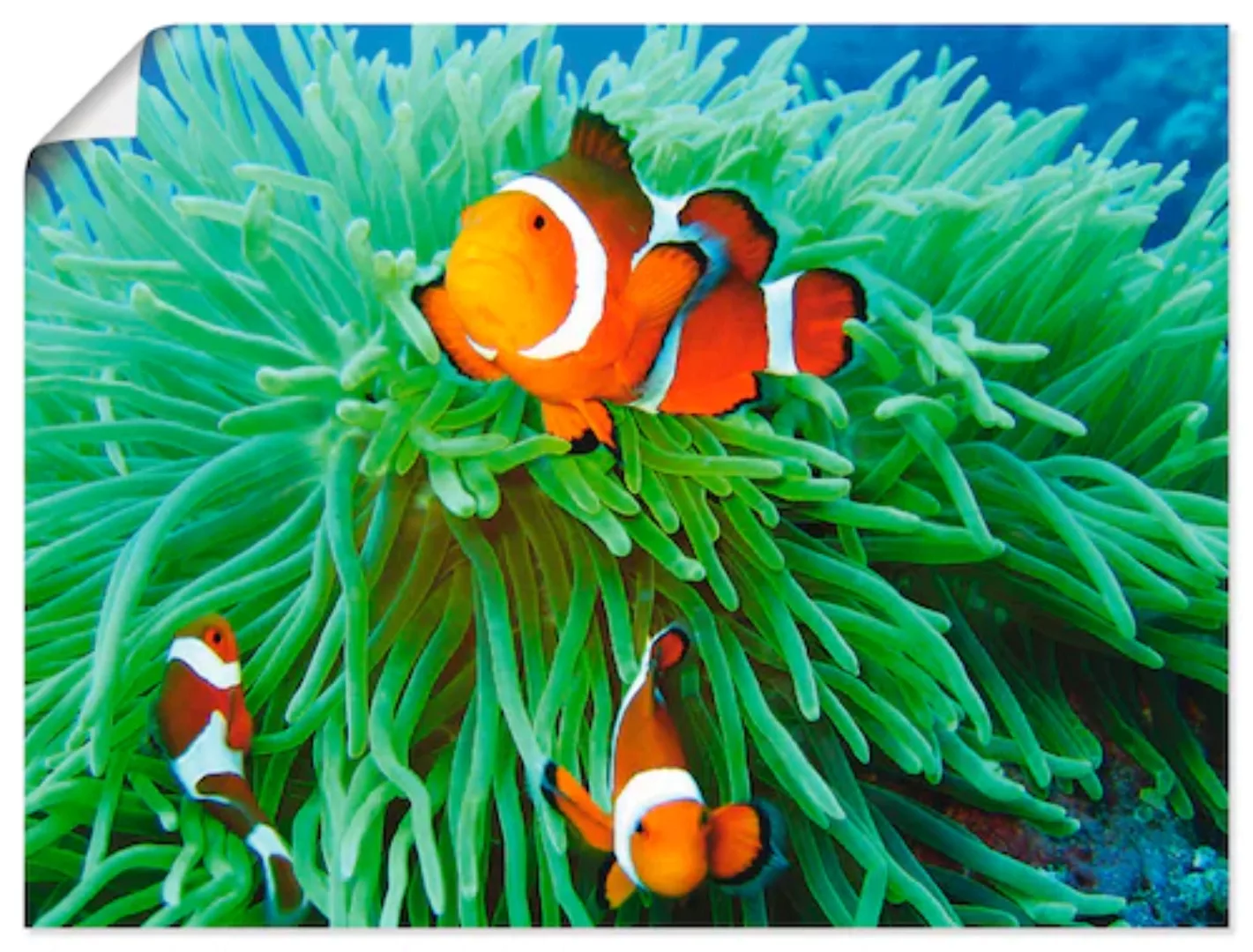 Artland Wandbild »Finde Nemo«, Wassertiere, (1 St.), als Poster, Wandaufkle günstig online kaufen