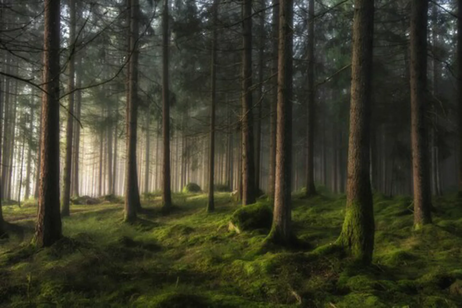 Papermoon Fototapete »Photo-Art BENNY PETTERSSON, WALD EIN GEFÜHL VON FRÜHL günstig online kaufen