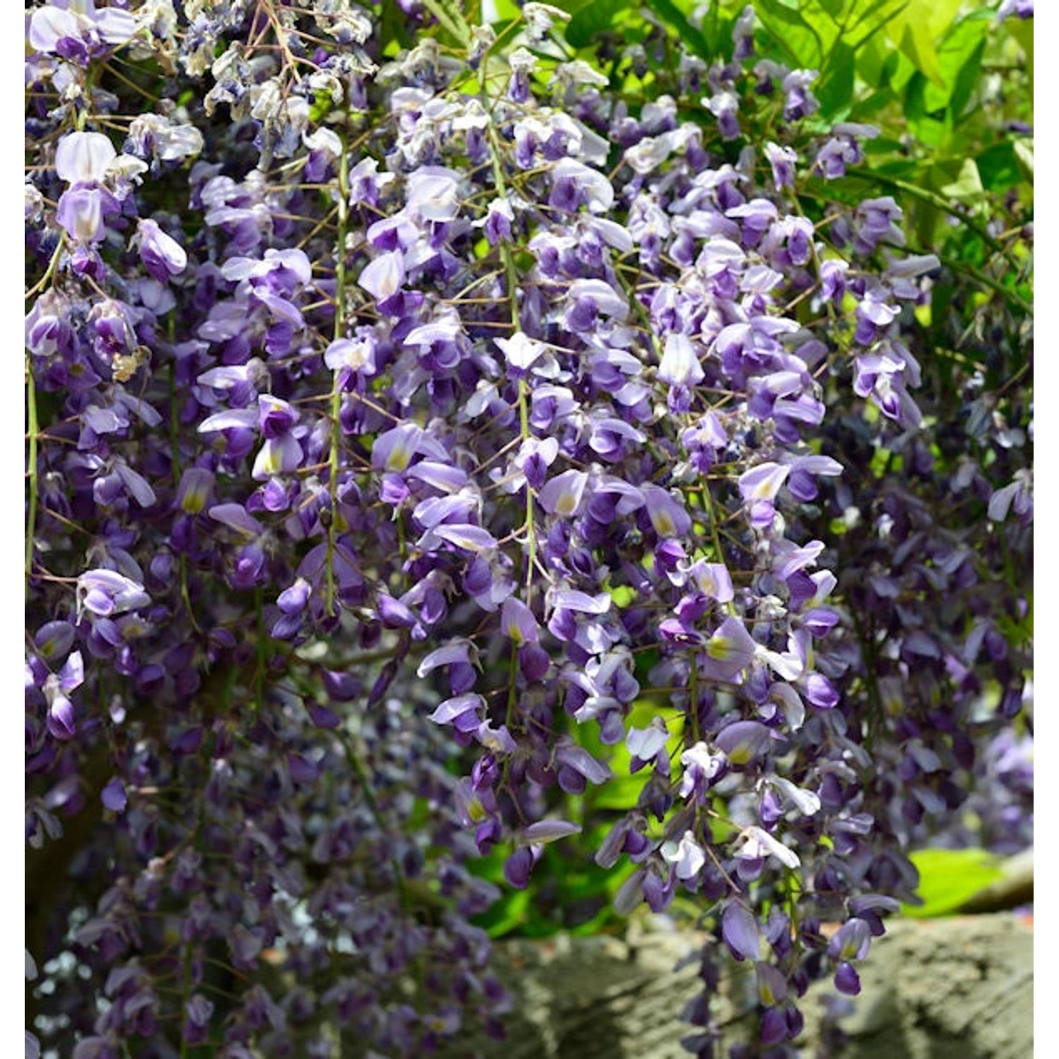 Blauregen 40-60cm - Wisteria floribunda günstig online kaufen