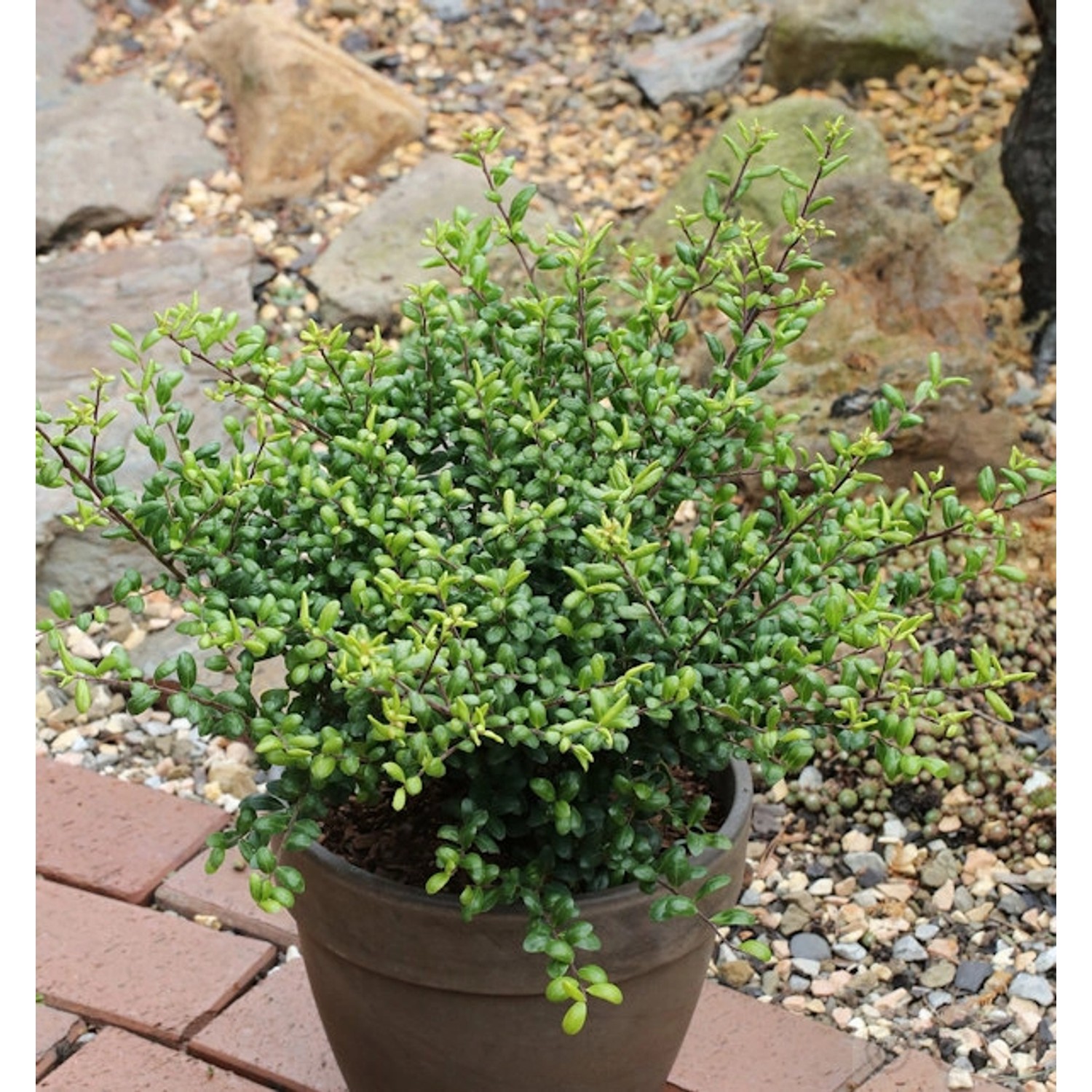 Löffel Ilex Stechpalme 15-20cm - ilex crenata günstig online kaufen