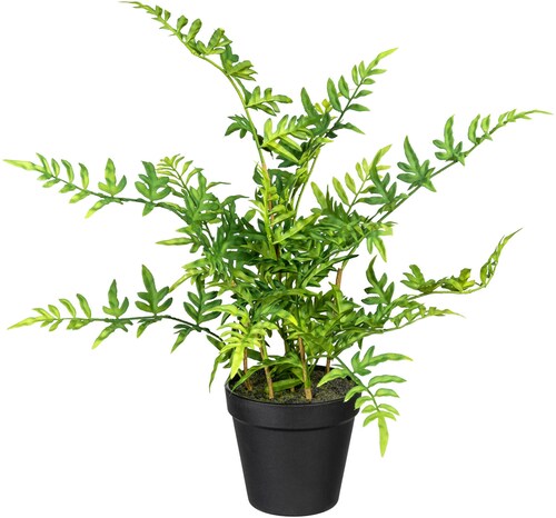 Creativ green Künstliche Zimmerpflanze "Japanischer Farn" günstig online kaufen