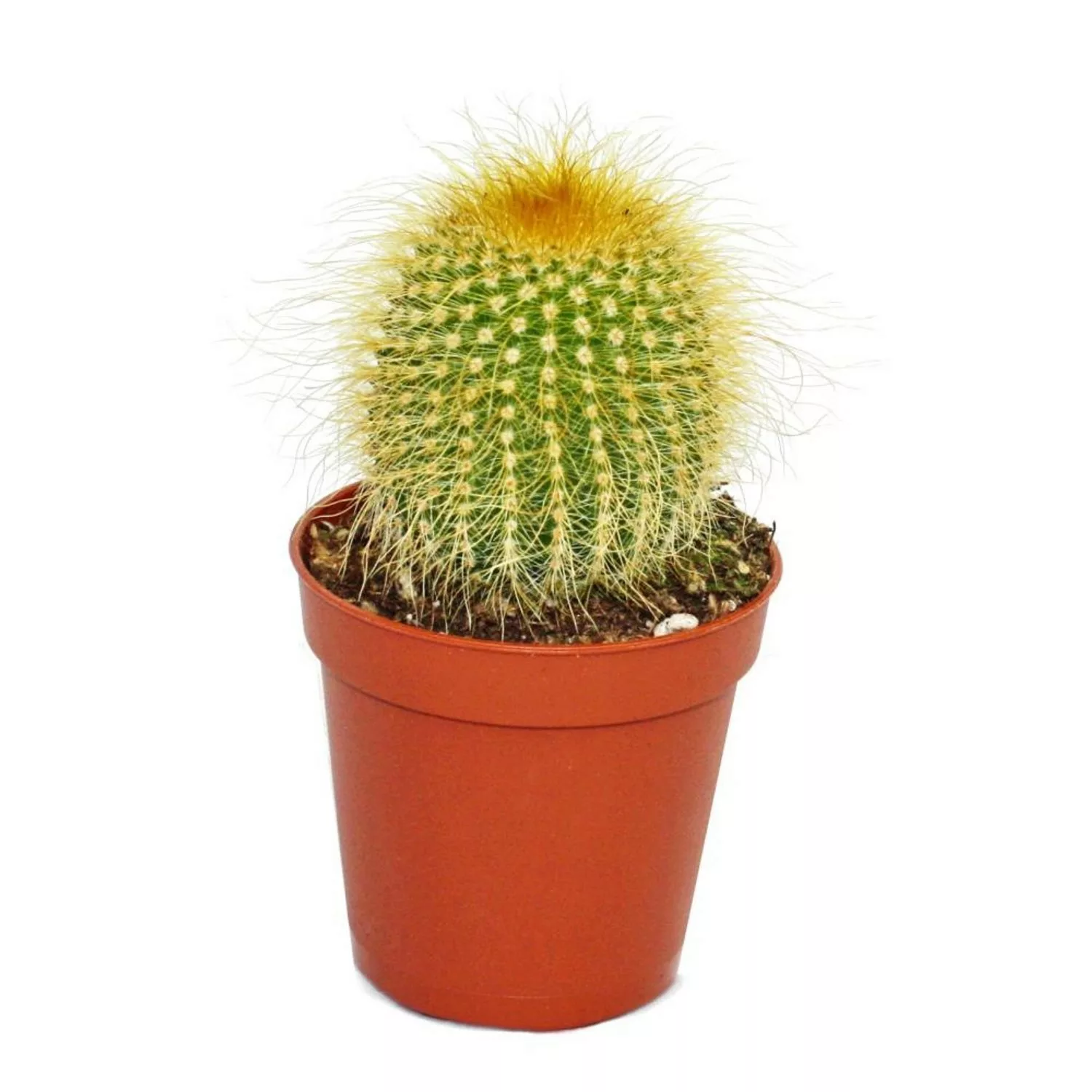 Exotenherz Eriocactus Leninghausii Kleine Pflanze im 5,5cm Topf günstig online kaufen