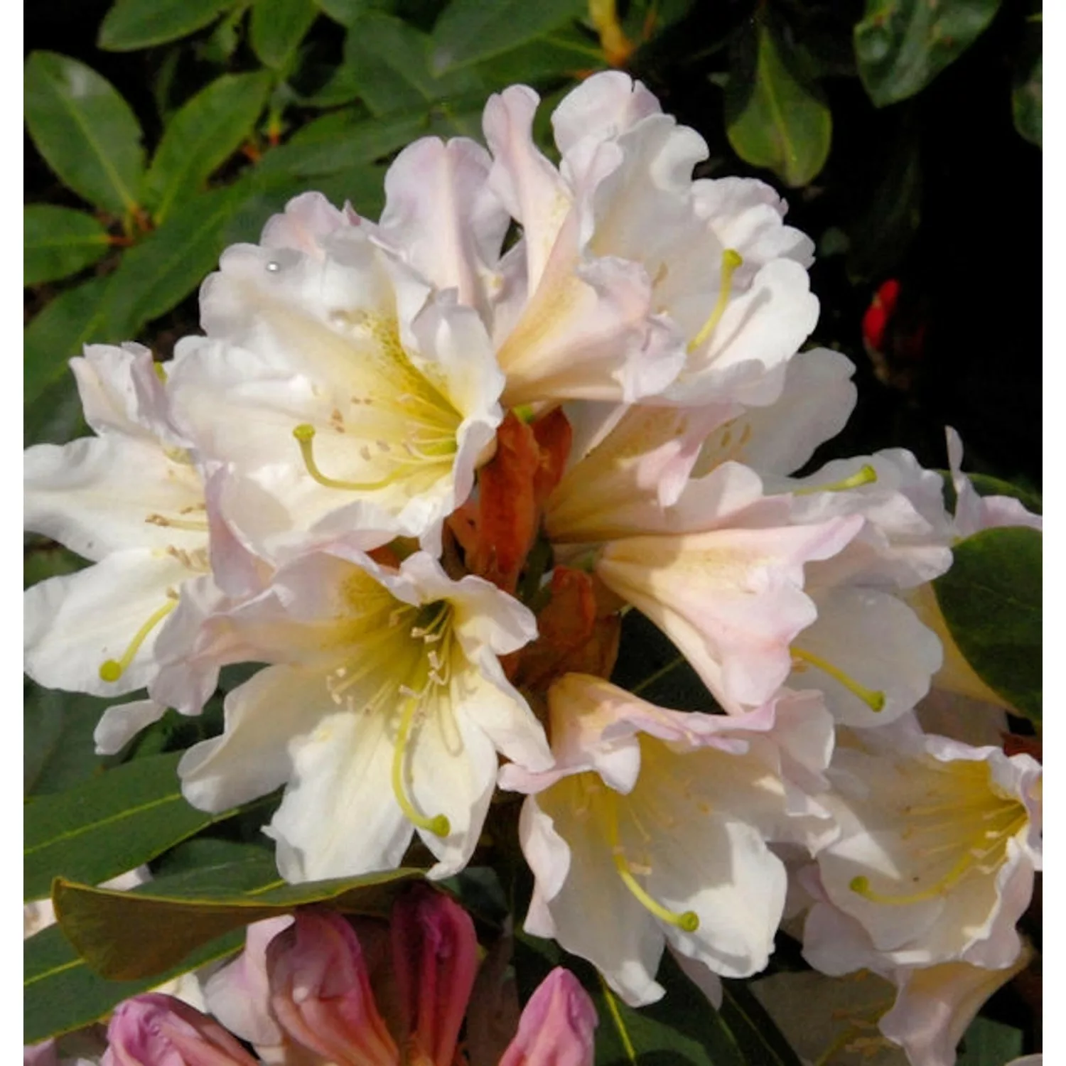 Großblumige Rhododendron Dufthecke weiß 30-40cm - Alpenrose günstig online kaufen