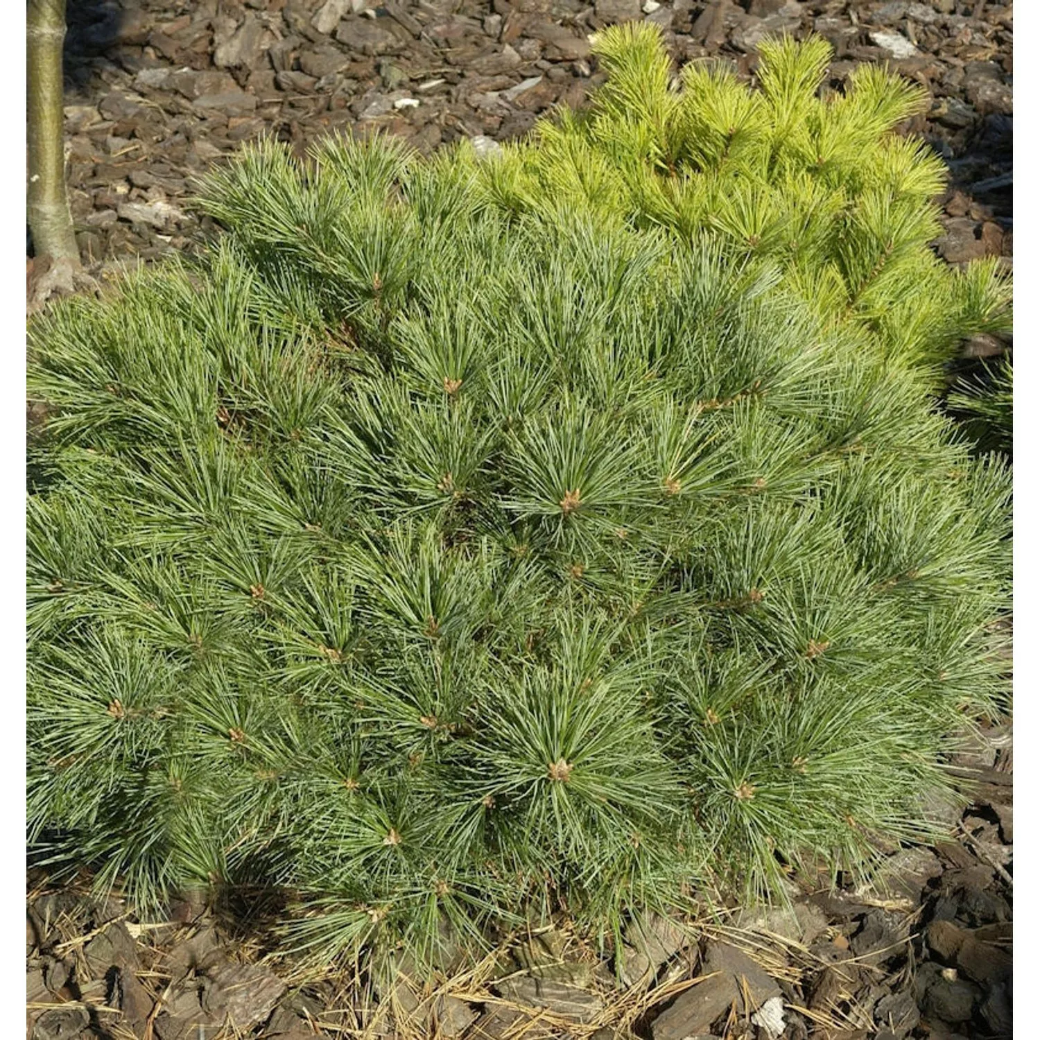 Zwerg-Weymouths-Kiefer Blue Shag 25-30cm - Pinus strobus günstig online kaufen
