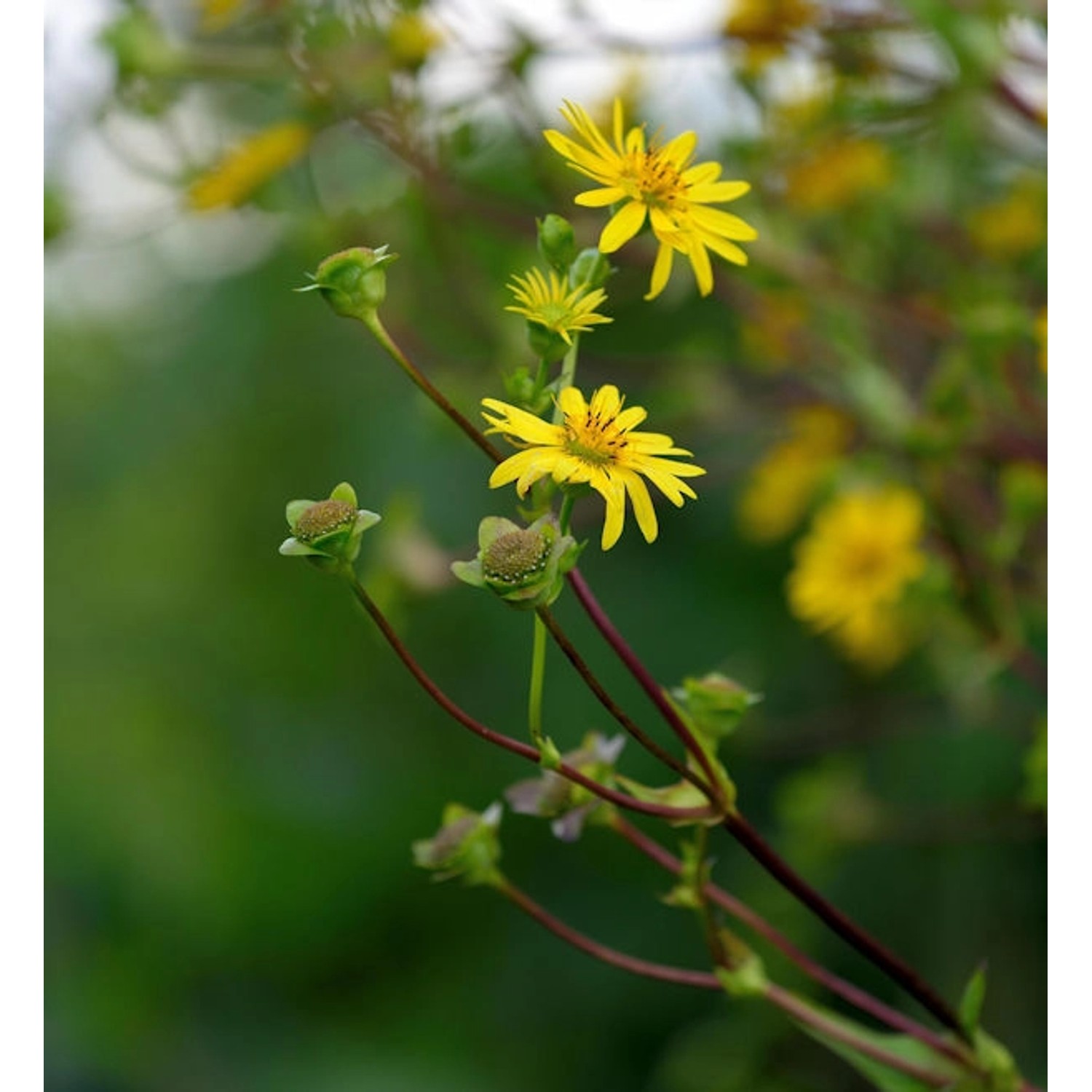 Becherpflanze - Silphium perfoliatum günstig online kaufen