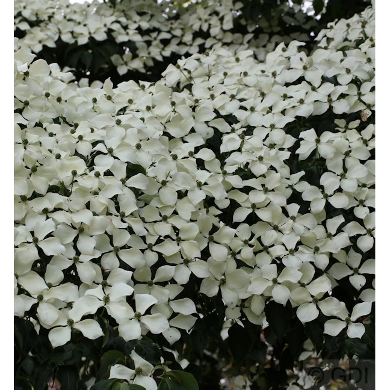 Chinesischer Blumen Hartriegel Wietings Select 125-150cm - Cornus kousa günstig online kaufen