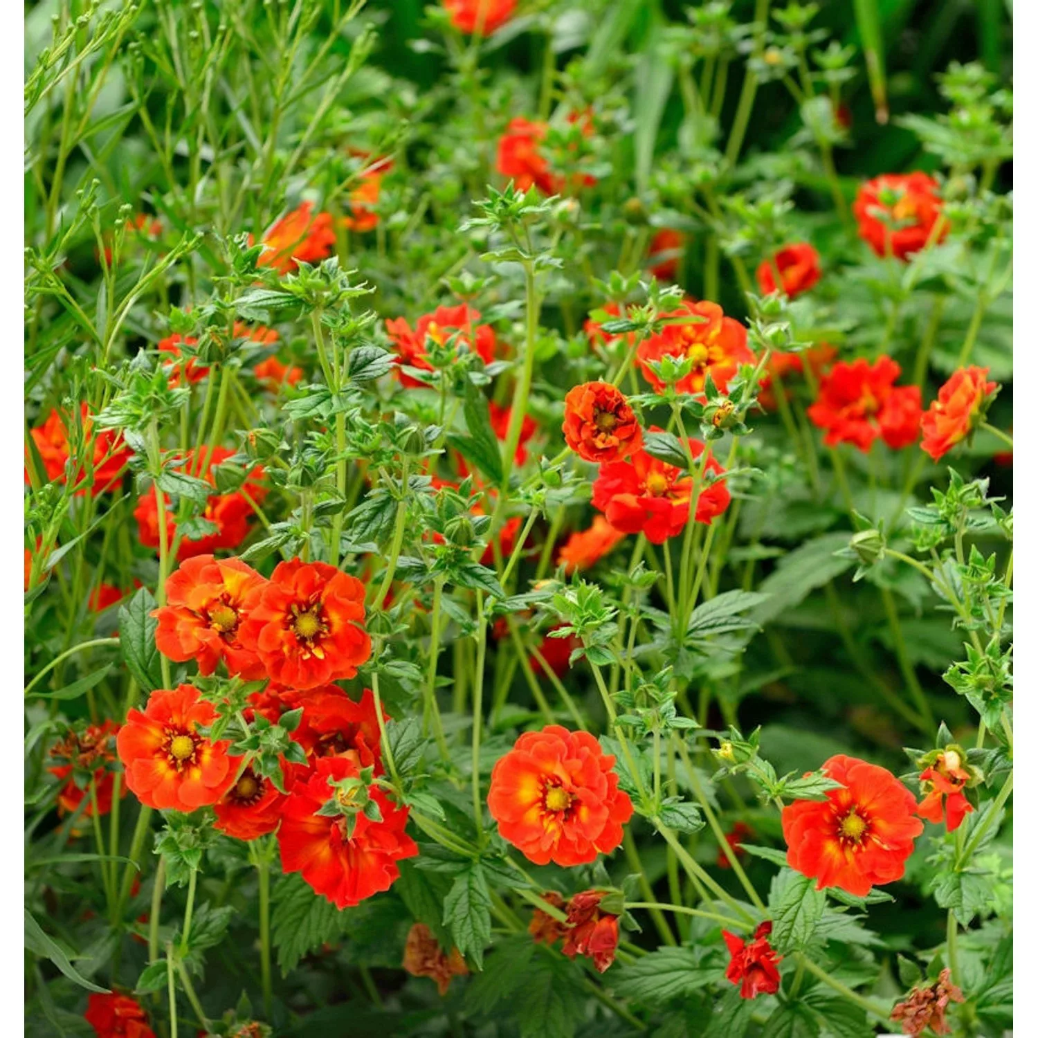 10x Fingerkraut Ranunculaeflora Plena - Potentilla cultorum günstig online kaufen