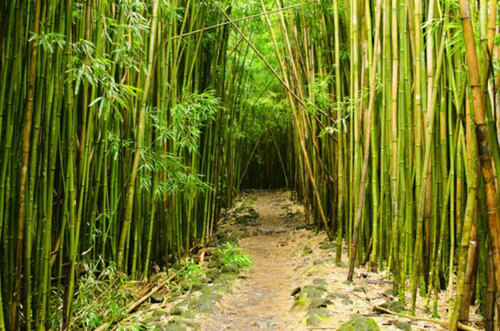 Papermoon Fototapete »Bambuswald Hawaii« günstig online kaufen