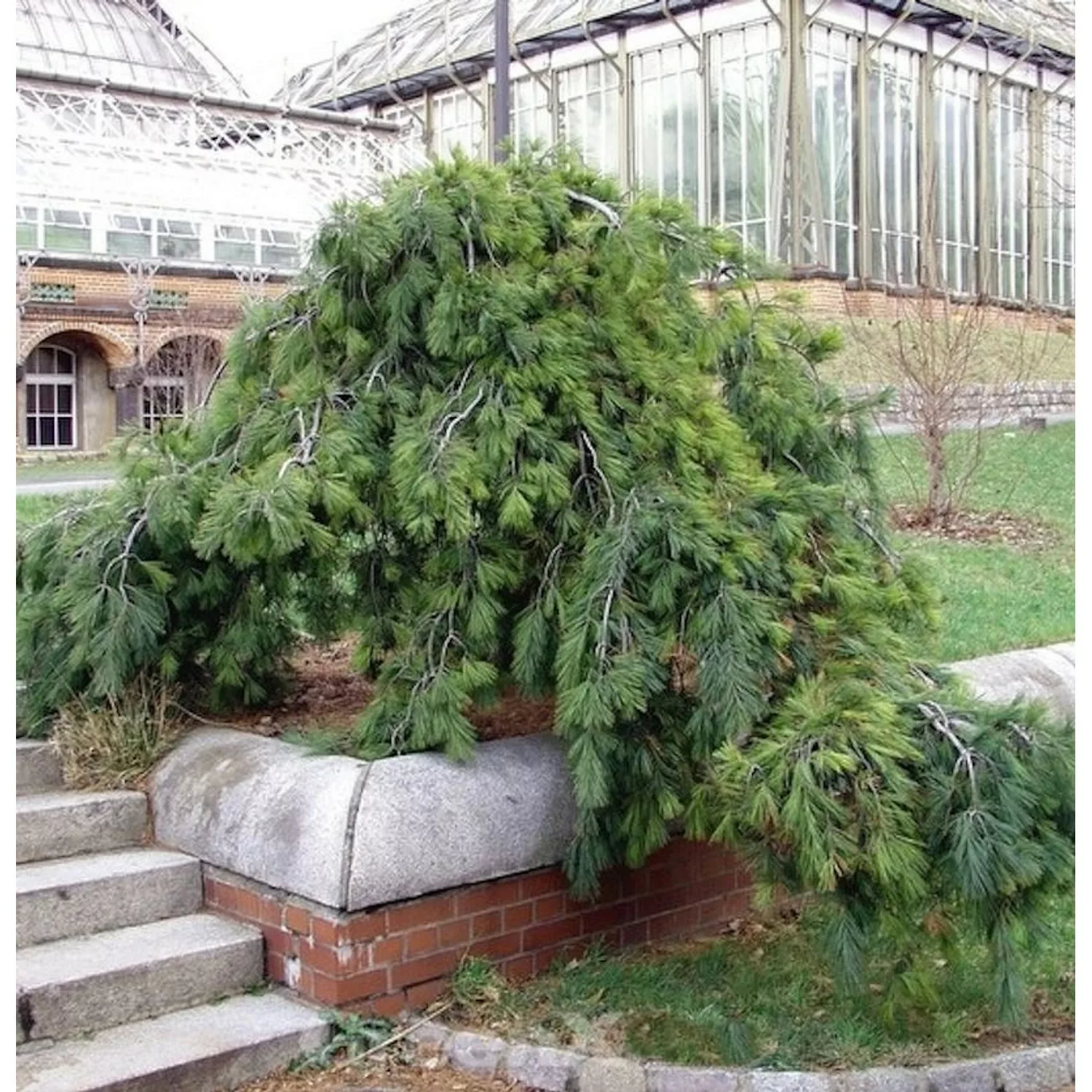 Hänge Weymouths Kiefer 80-100cm - Pinus strobus günstig online kaufen