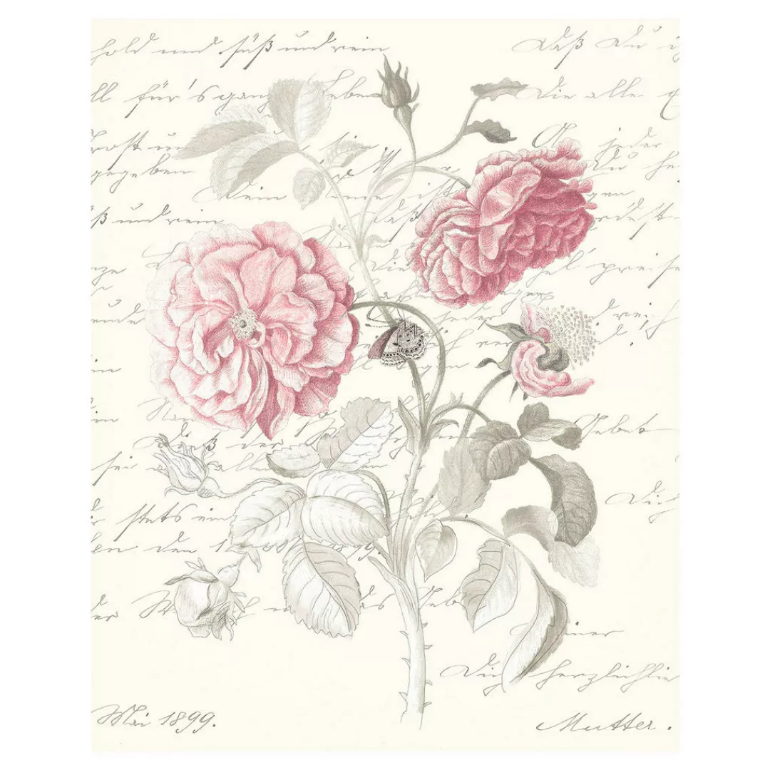 Komar Wandbild Poème Rose Rosen B/L: ca. 40x50 cm günstig online kaufen