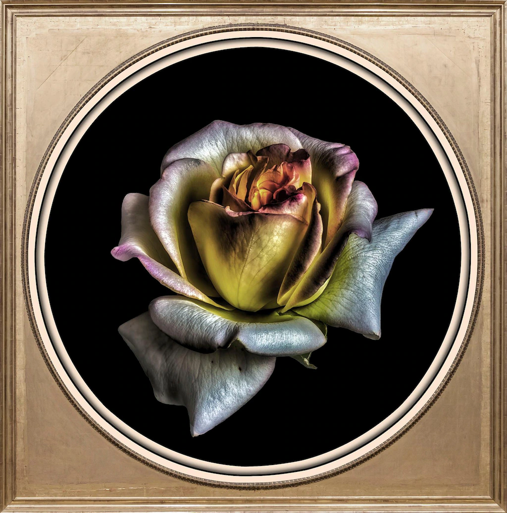 queence Acrylglasbild "Rose", Blumen-Blumenbilder-Kunst-Pflanzen-Pflanzenbi günstig online kaufen