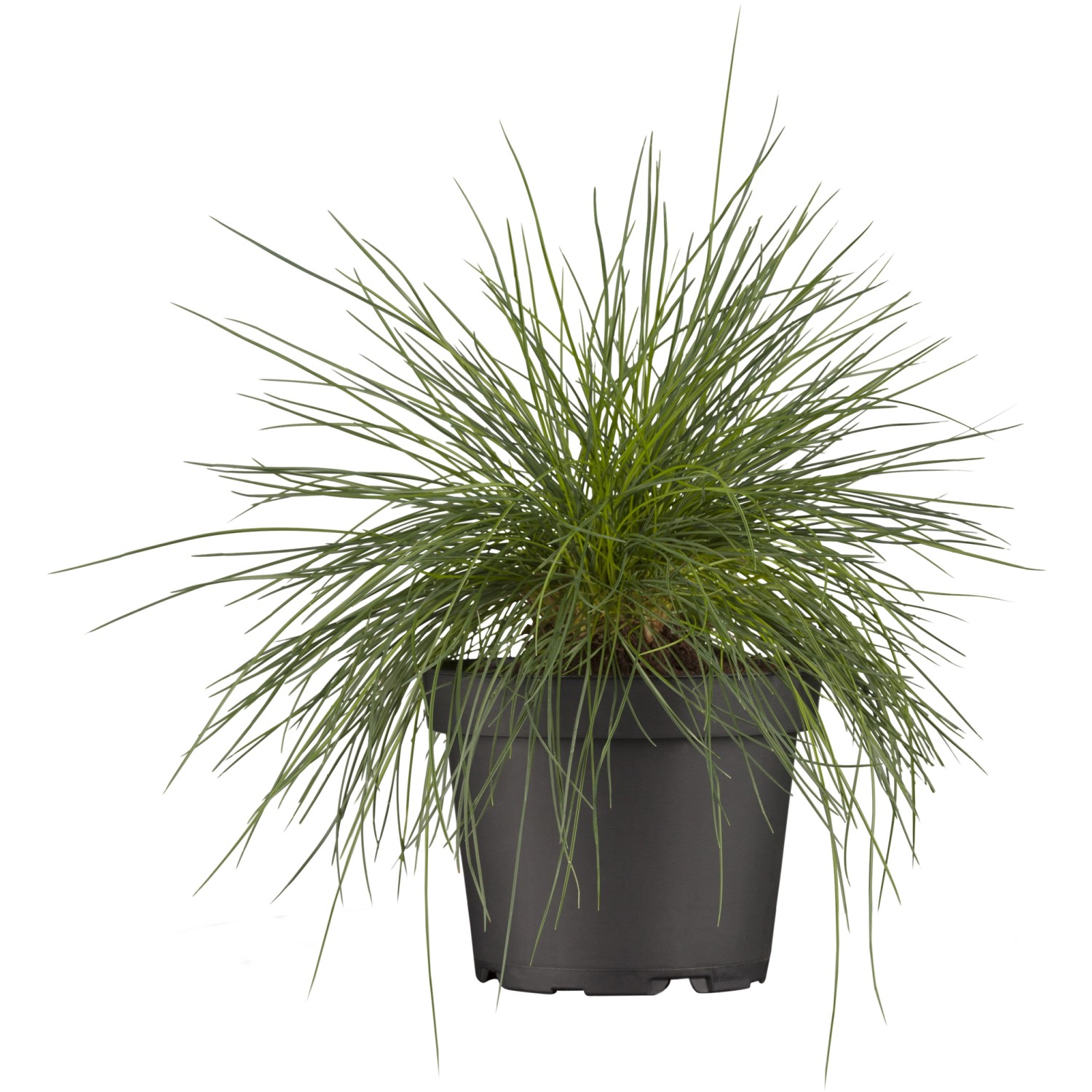 Blau-Schwingel Braungelb Topf-Ø ca. 9 cm x 9 cm Festuca günstig online kaufen