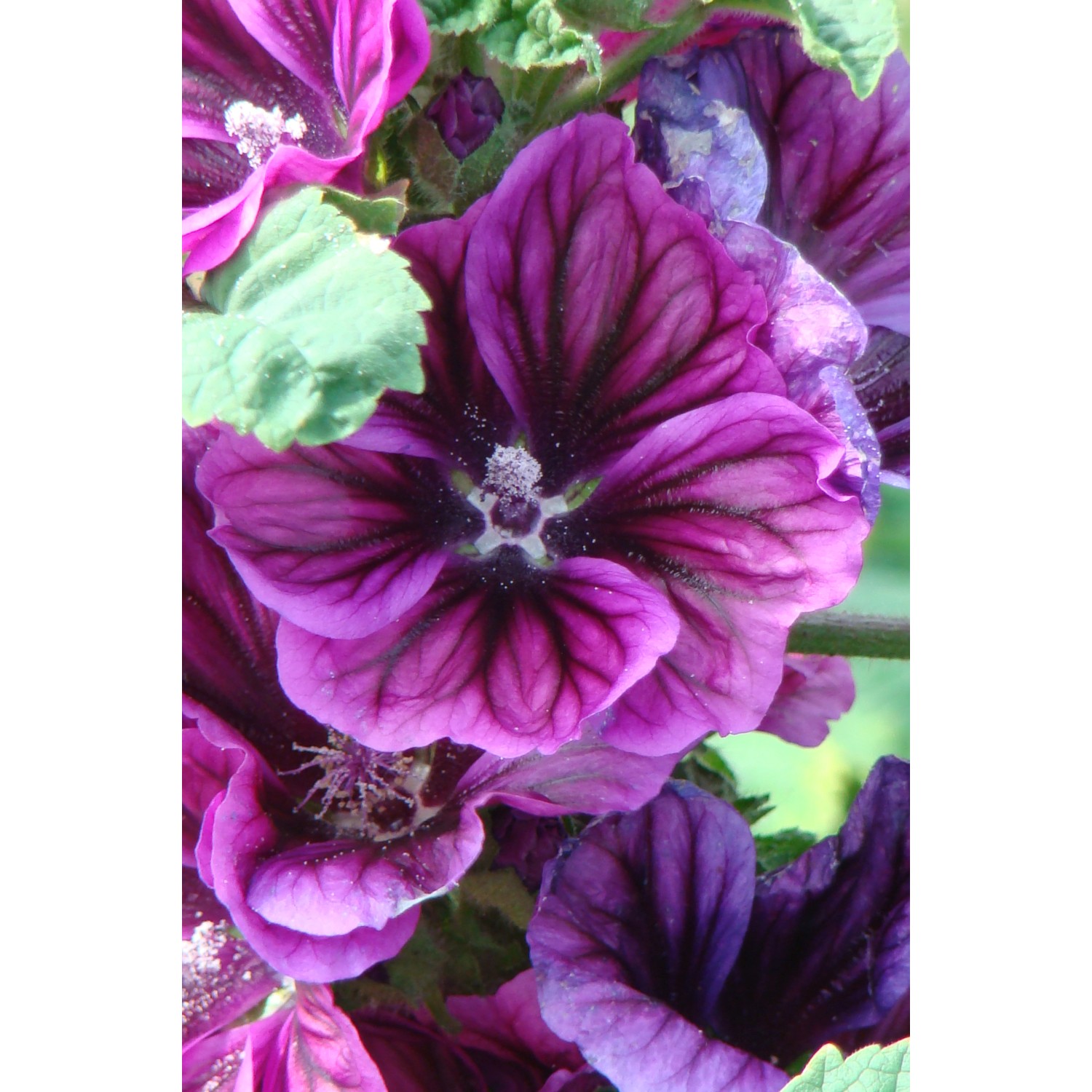 Mauretanische Malve Violett Topf-Ø ca. 9 cm x 9 cm Malva günstig online kaufen