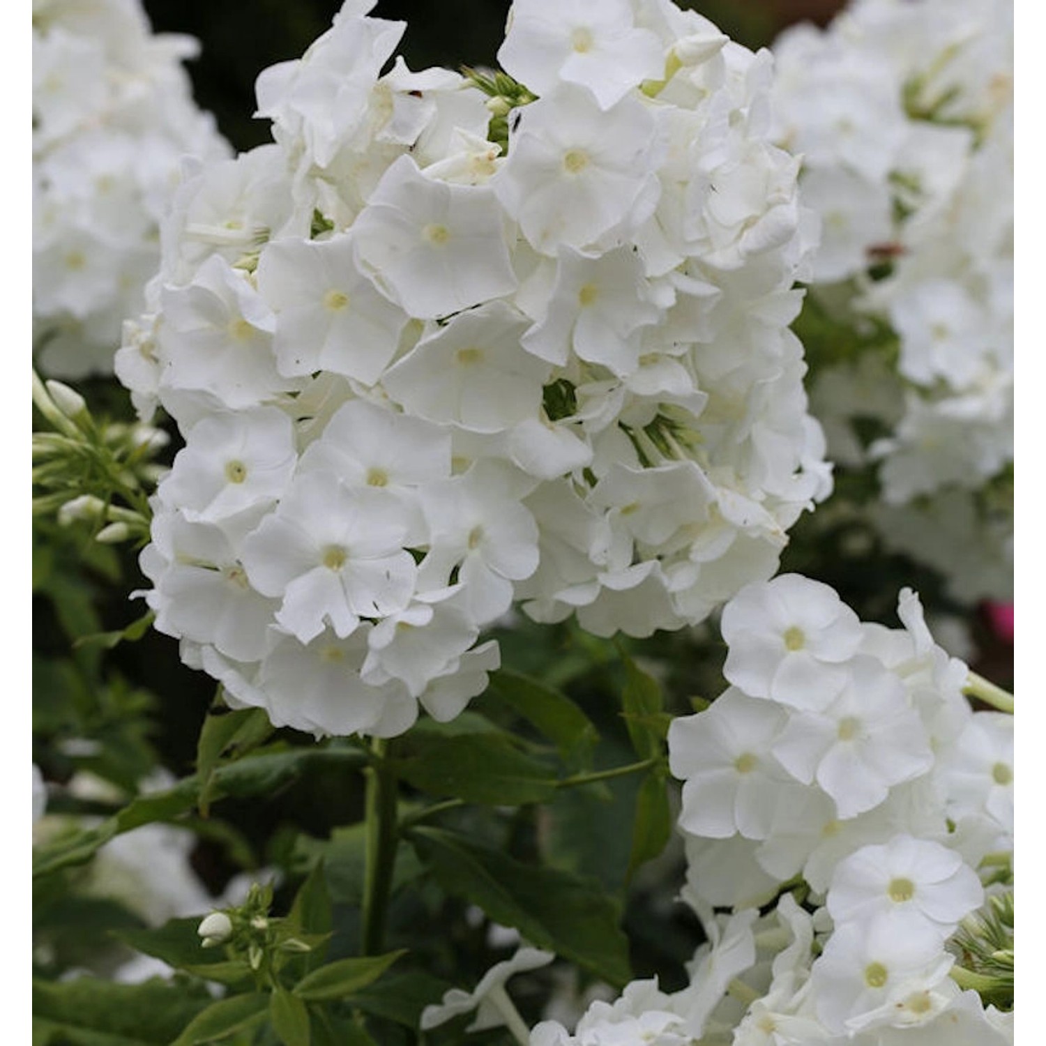 Hohe Flammenblume Danielle - Phlox paniculata günstig online kaufen