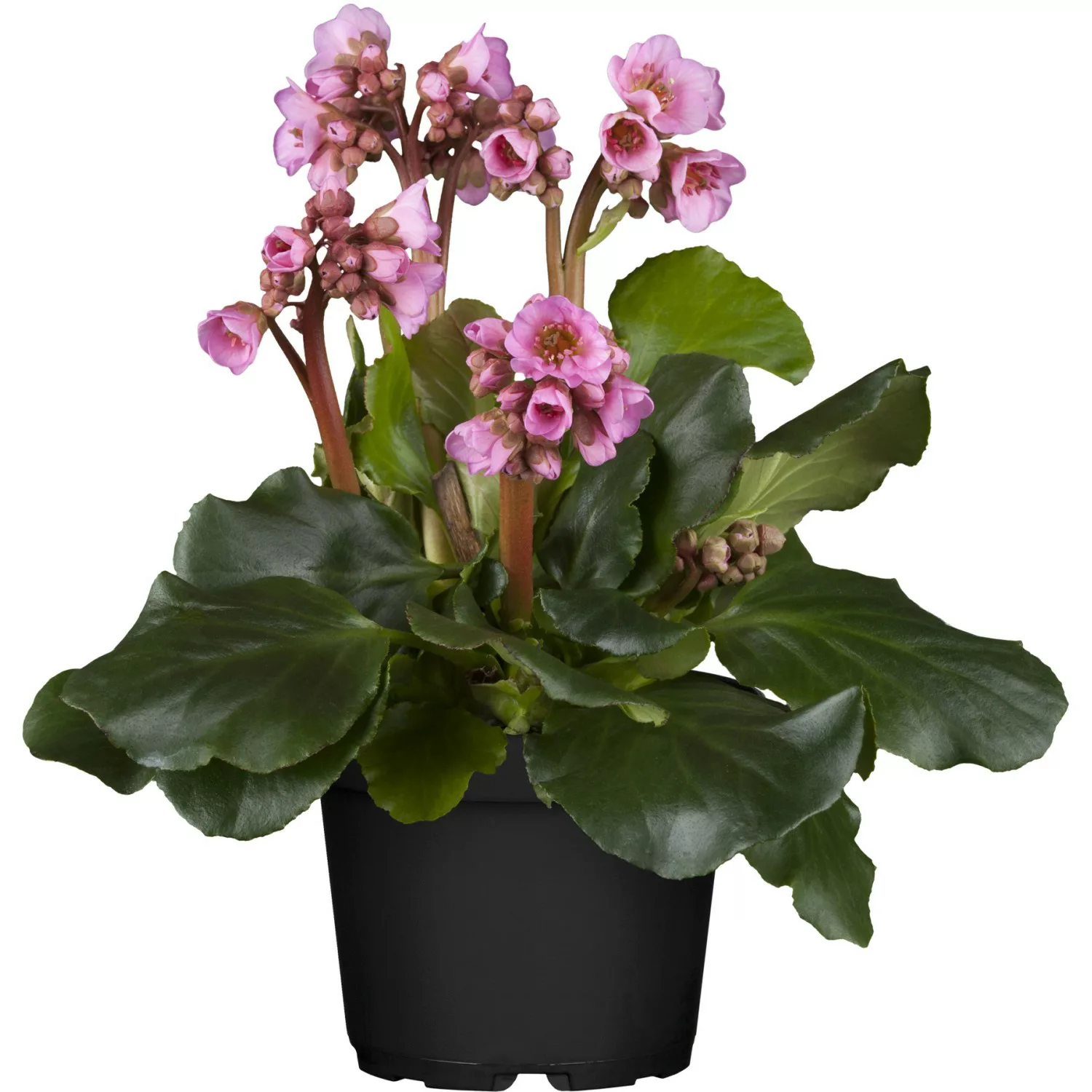 GROW by OBI Garten-Bergenie Rotblum Rot Topf-Ø ca. 9 cm x 9 cm Bergenia günstig online kaufen