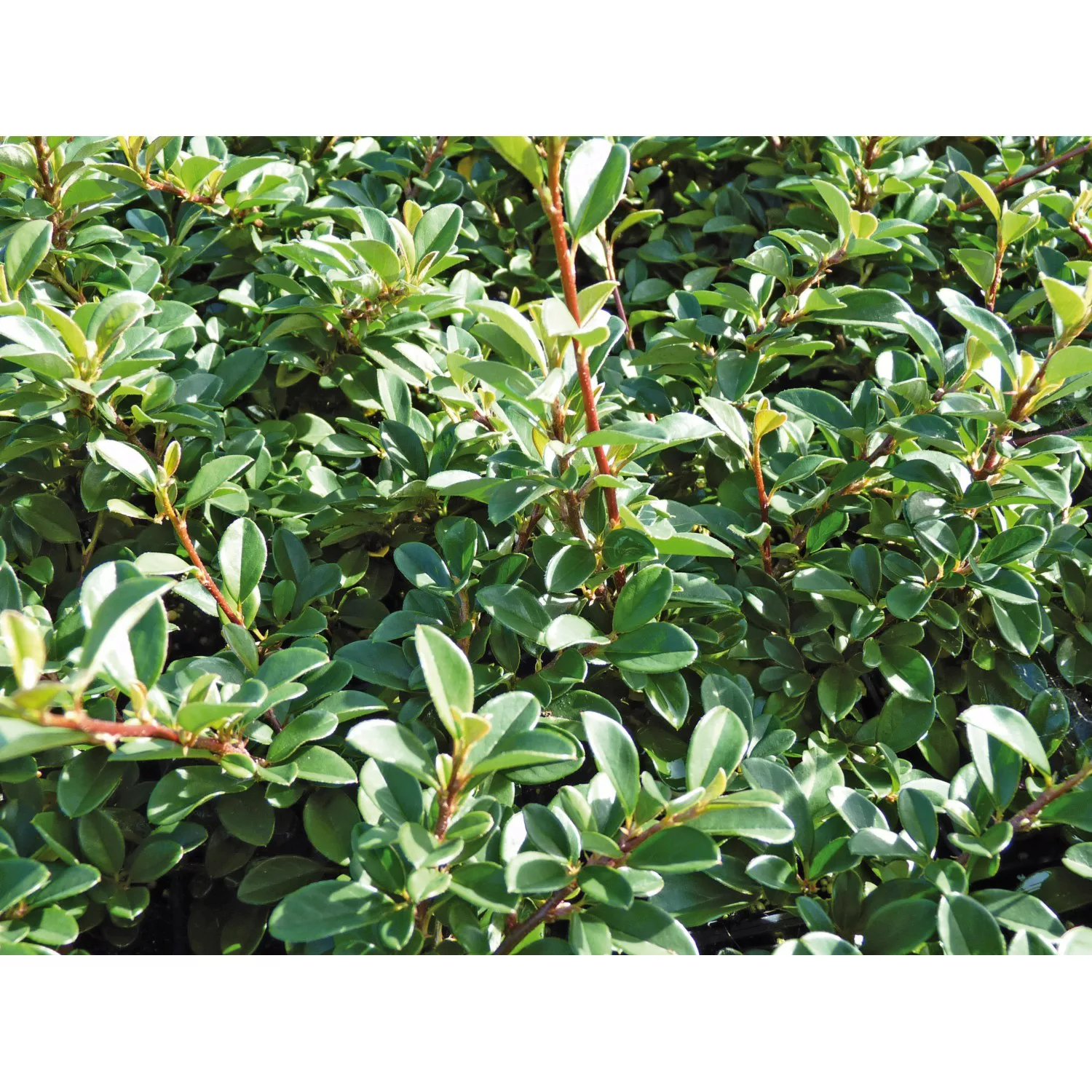 Kriechmispel Eichholz Weiß Topf-Ø ca. 9 cm Cotoneaster dammeri günstig online kaufen