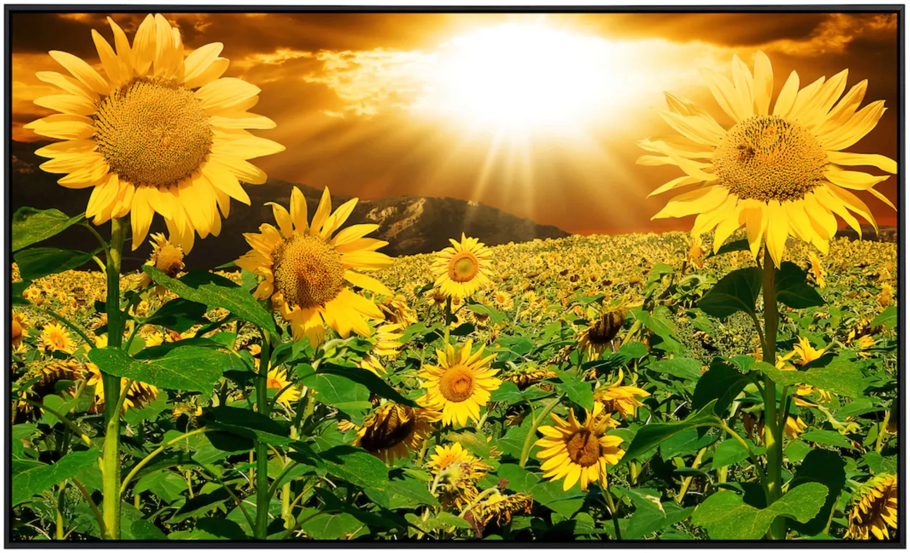 Papermoon Infrarotheizung »Sonnenblumen«, sehr angenehme Strahlungswärme günstig online kaufen