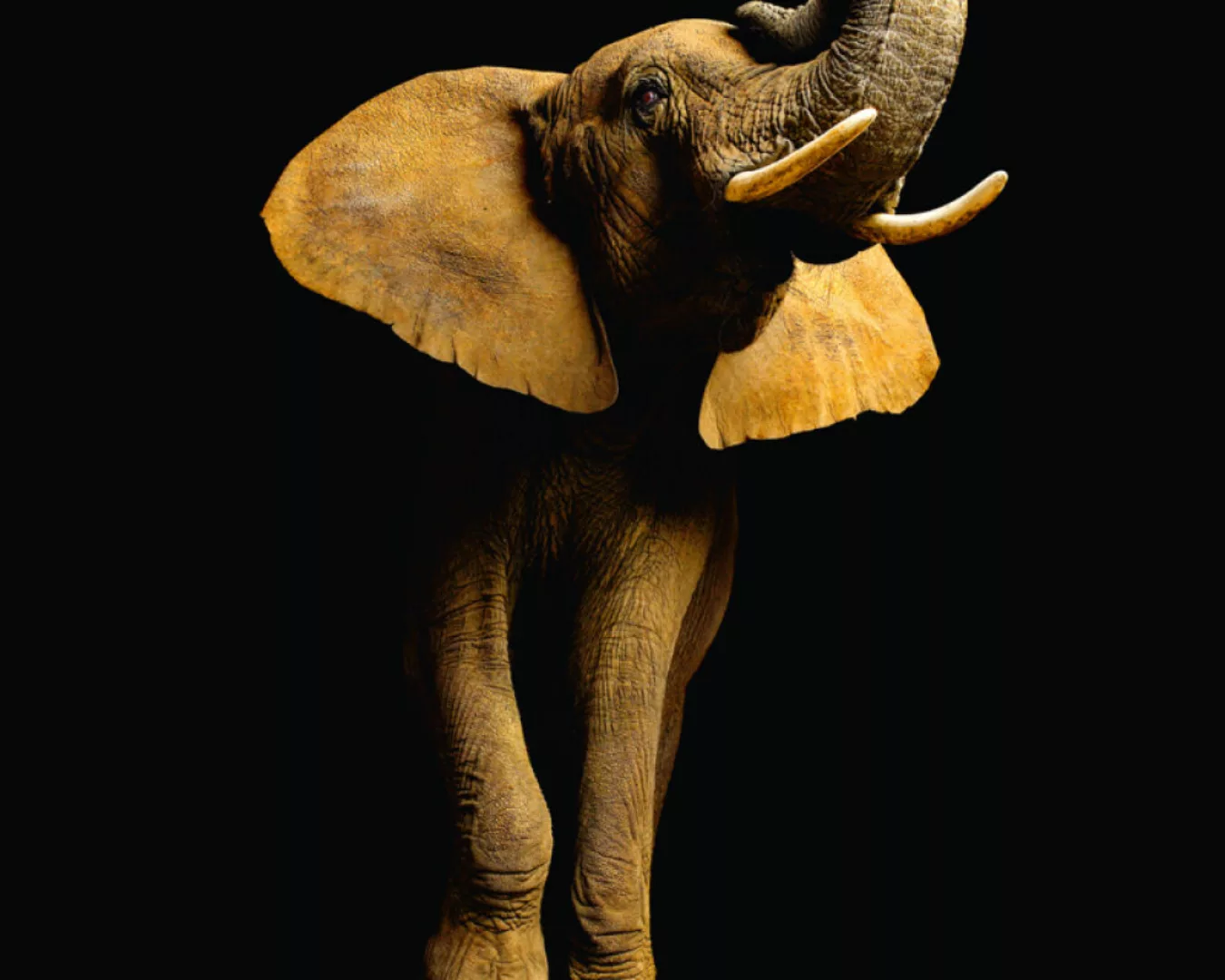 Fototapete "Elefant" 4,00x2,50 m / Glattvlies Perlmutt günstig online kaufen