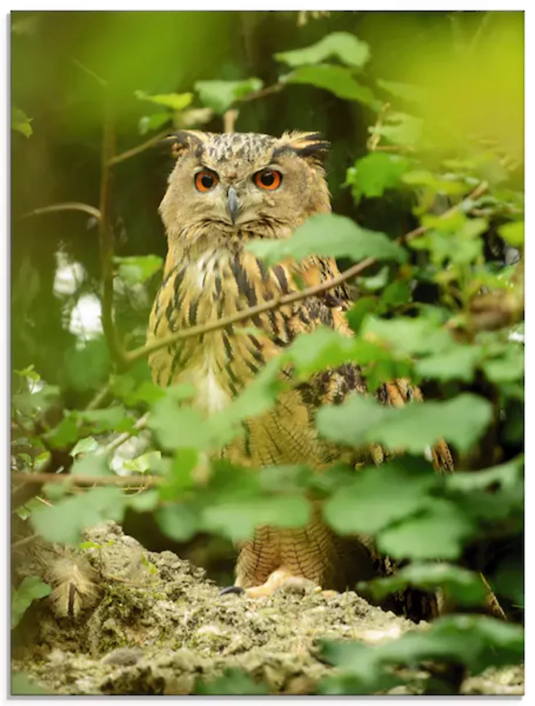 Artland Glasbild »Vogel Uhu«, Vögel, (1 St.), in verschiedenen Größen günstig online kaufen