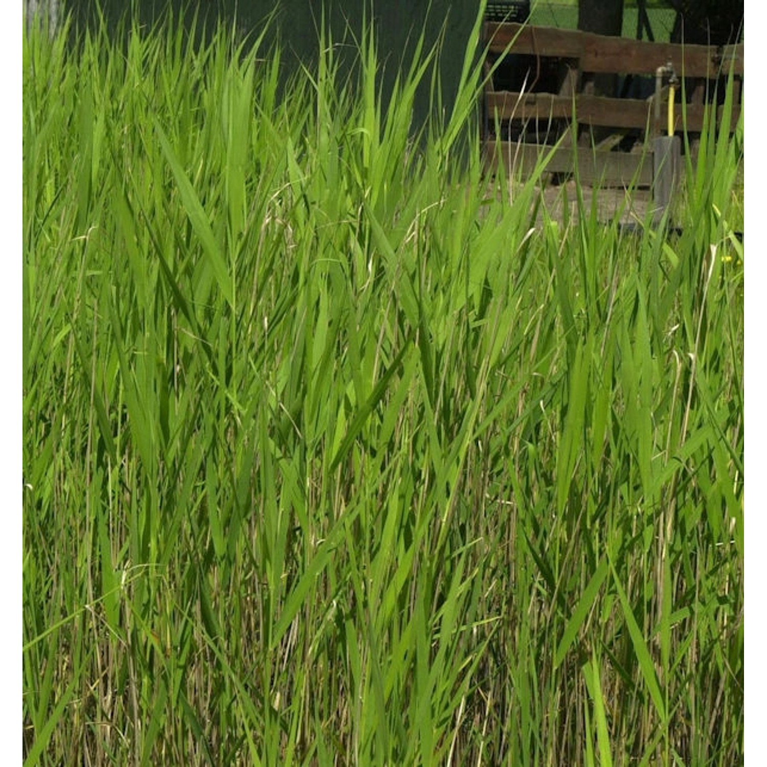 Schilfrohr - Phragmites australis günstig online kaufen