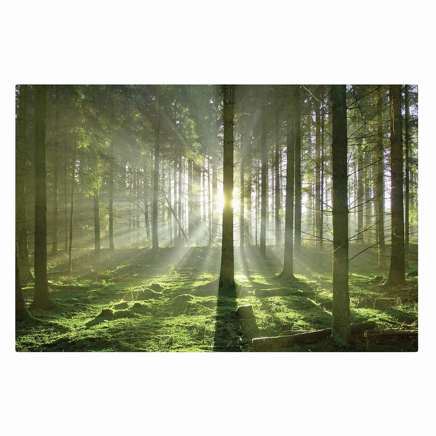 Leinwandbild Wald - Querformat Spring Fairytale günstig online kaufen