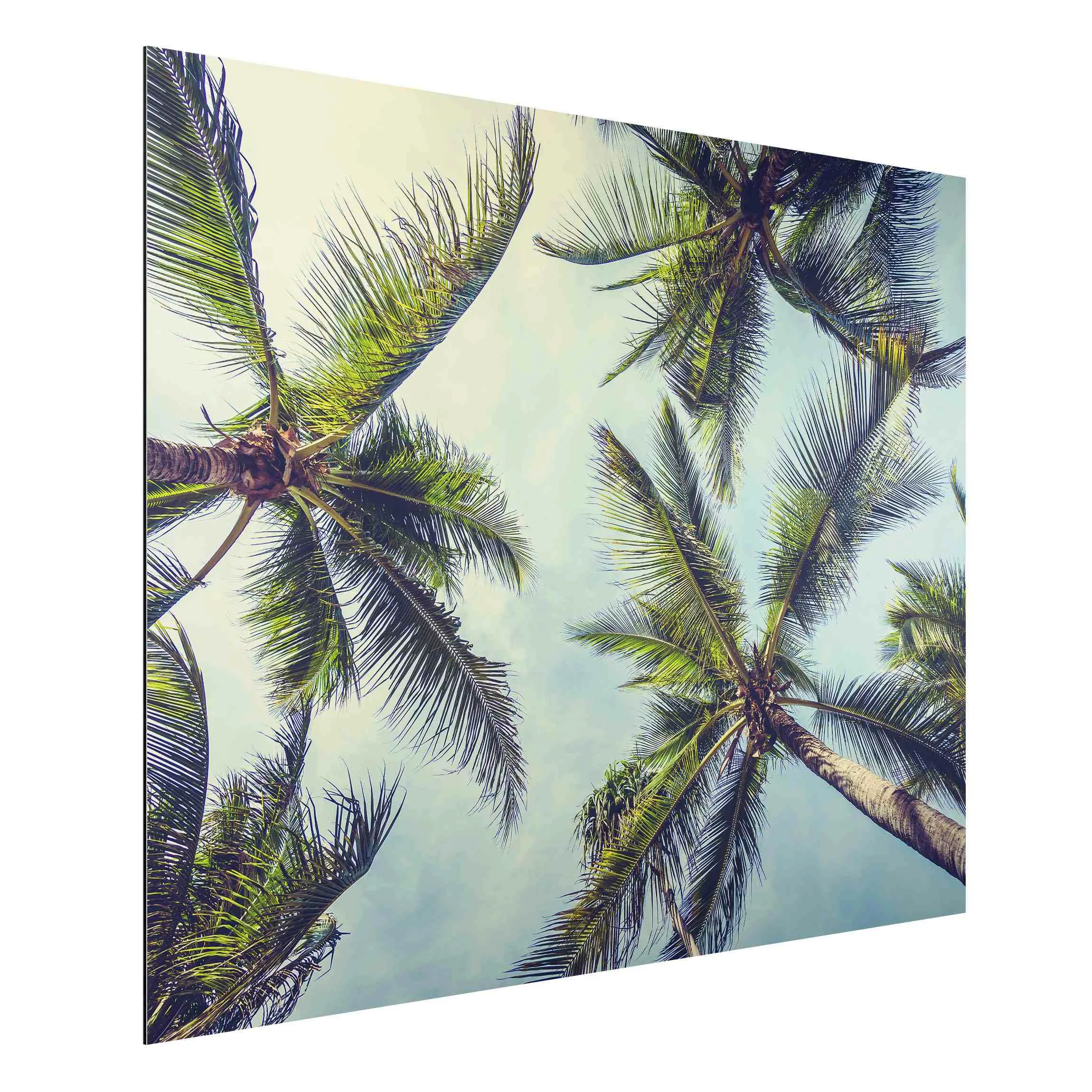 Alu-Dibond Bild Die Palmen günstig online kaufen