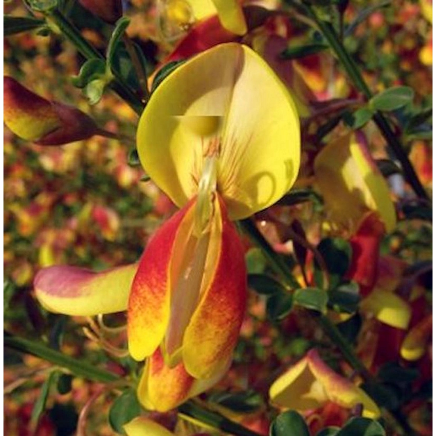 Schmuckginster Queen Mary 60-80cm - Cytisus scoparius günstig online kaufen