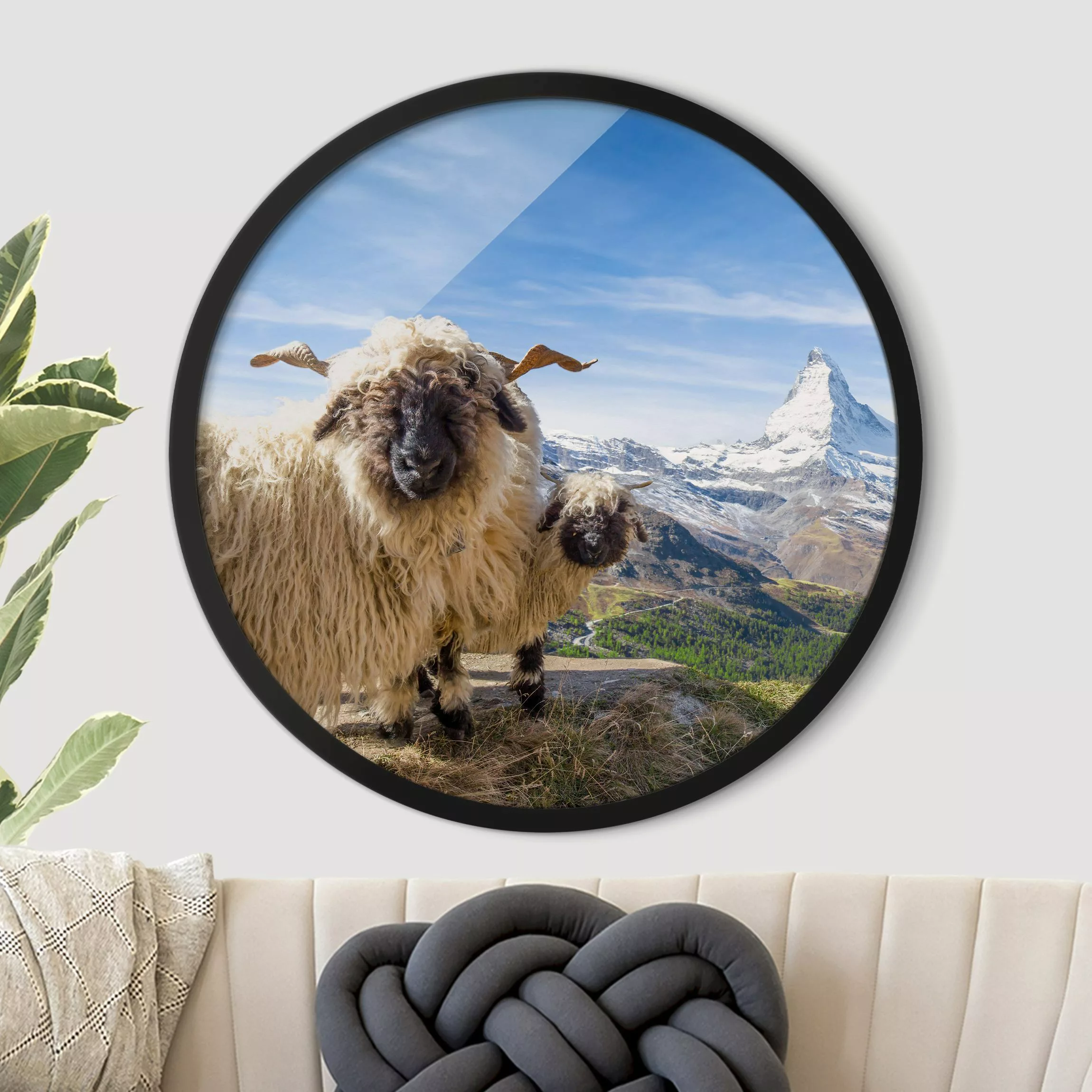 Rundes Gerahmtes Bild Schwarznasenschafe von Zermatt günstig online kaufen