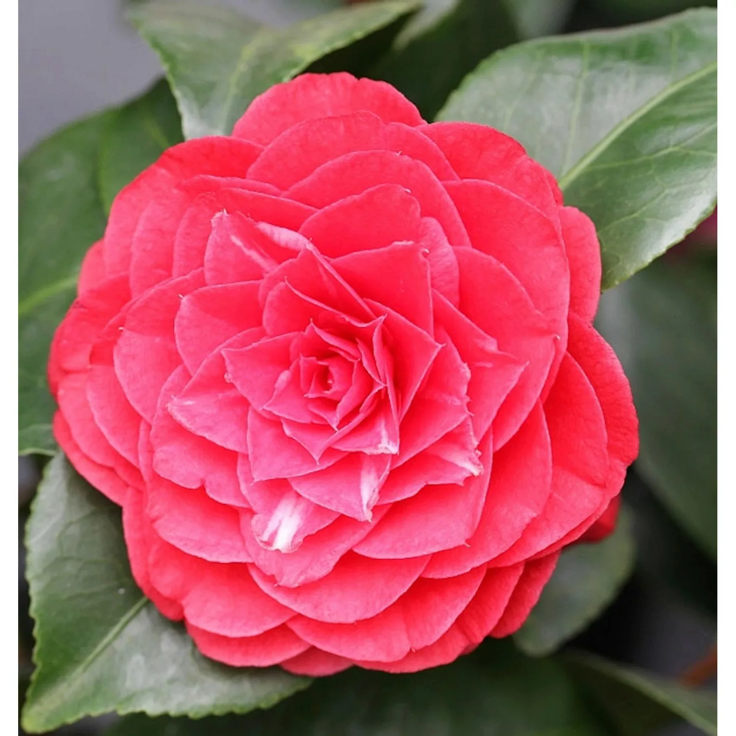 Kamelie Lady Campbell 60-80cm - Camellia japonica günstig online kaufen