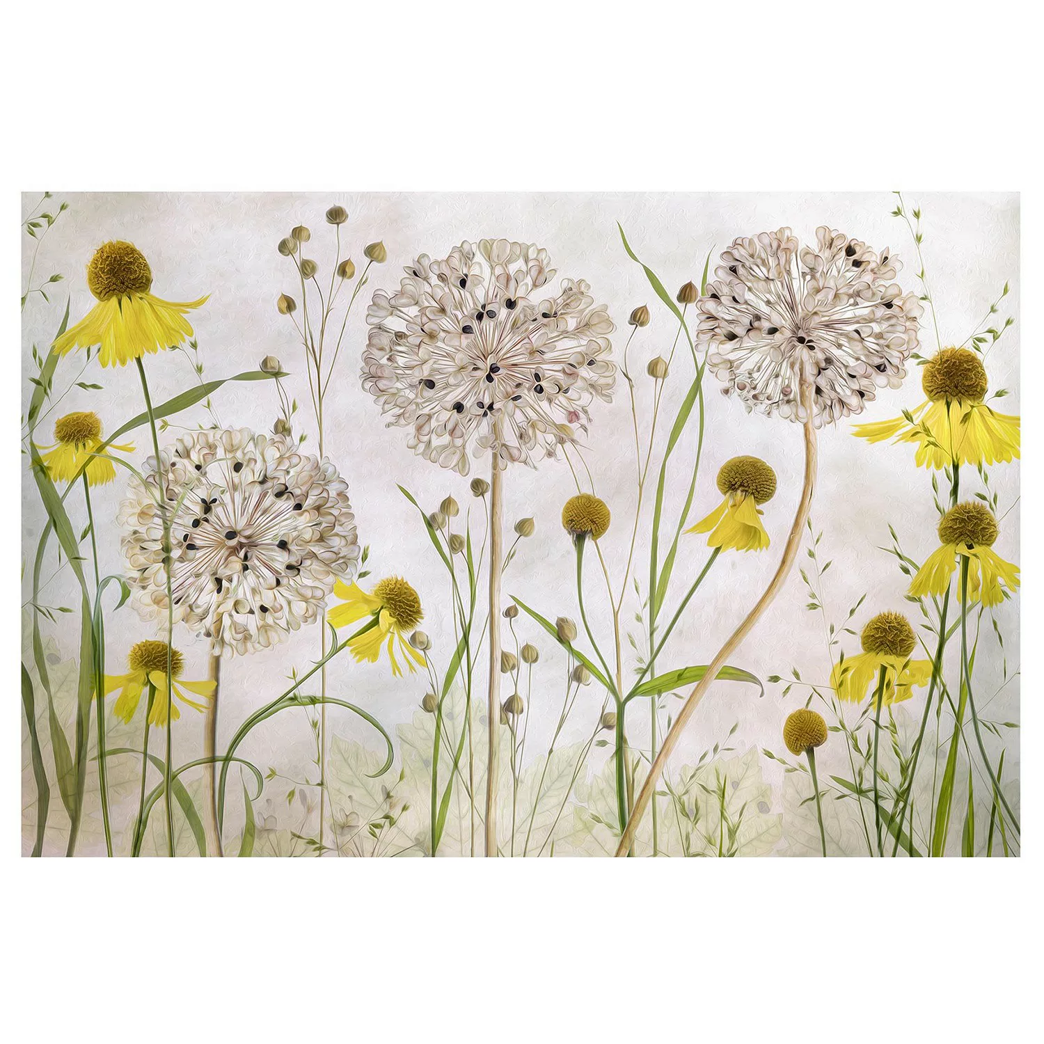 Bilderwelten Vliestapete Allium und Helenium Illustration gelb Gr. 432 x 29 günstig online kaufen