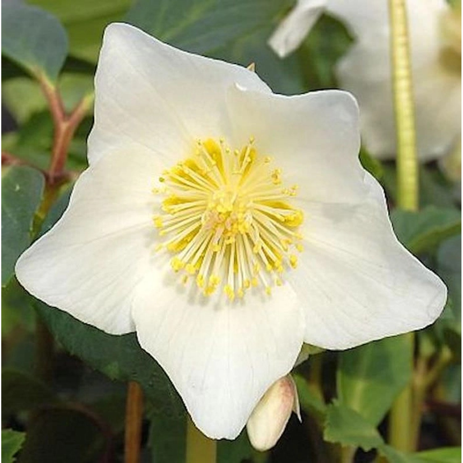 weiße Christrose Maximus - Helleborus niger Maximus günstig online kaufen