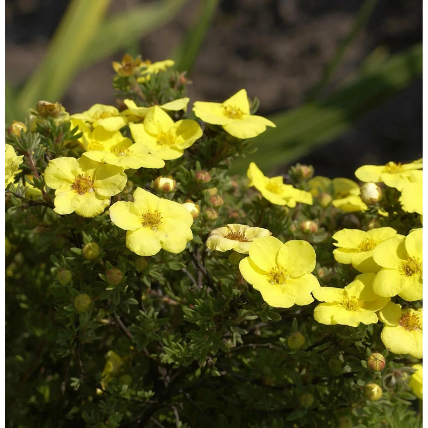 10x Fünffingerstrauch Hachmanns Gigant - Potentilla fruticosa günstig online kaufen