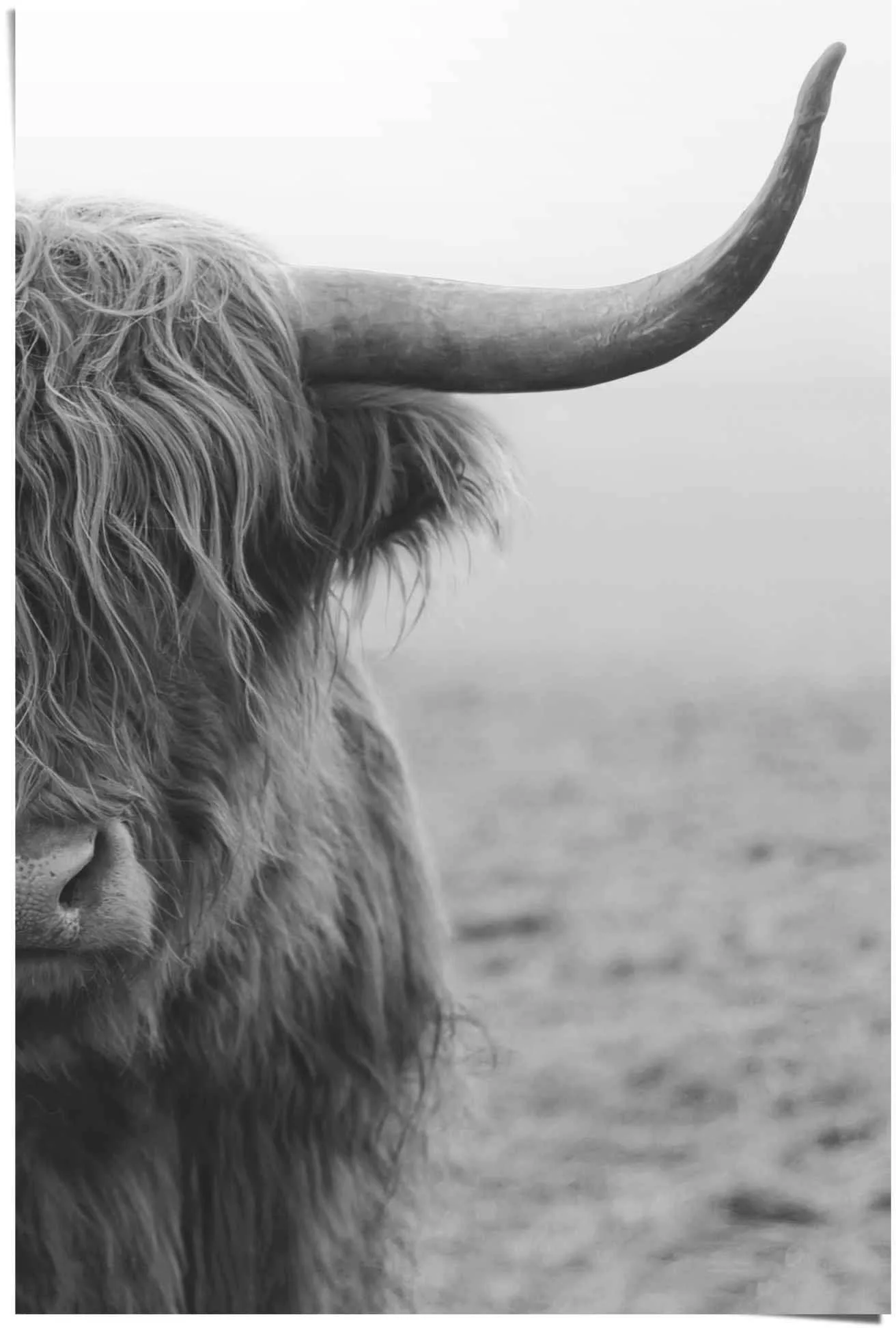 Reinders Poster "Poster Highlander Bulle", Kuh, (1 St.) günstig online kaufen