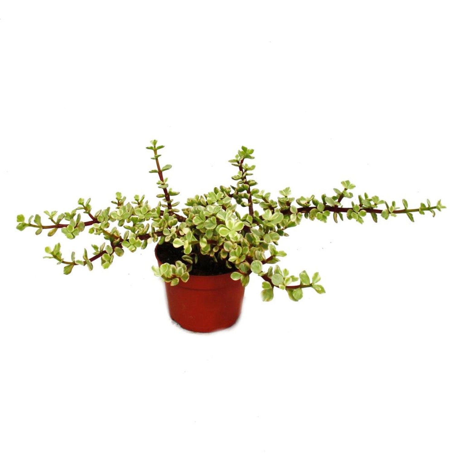 Exotenherz Zimmerpflanze Portulacaria Afra Var. Jadebaum 12cm Topf günstig online kaufen