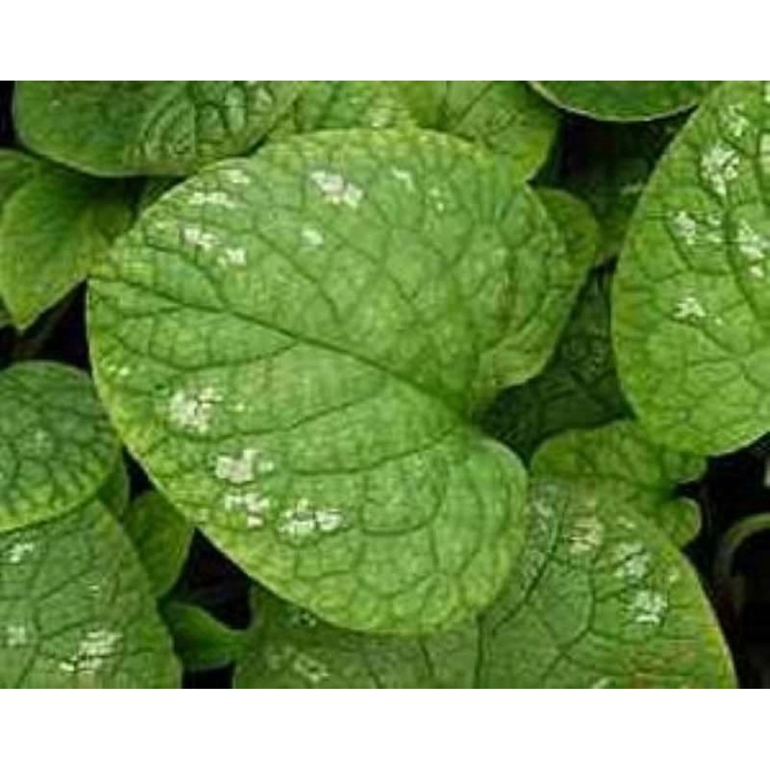 Kaukasus Vergißmeinnicht Langtress - Brunnera macrophylla günstig online kaufen