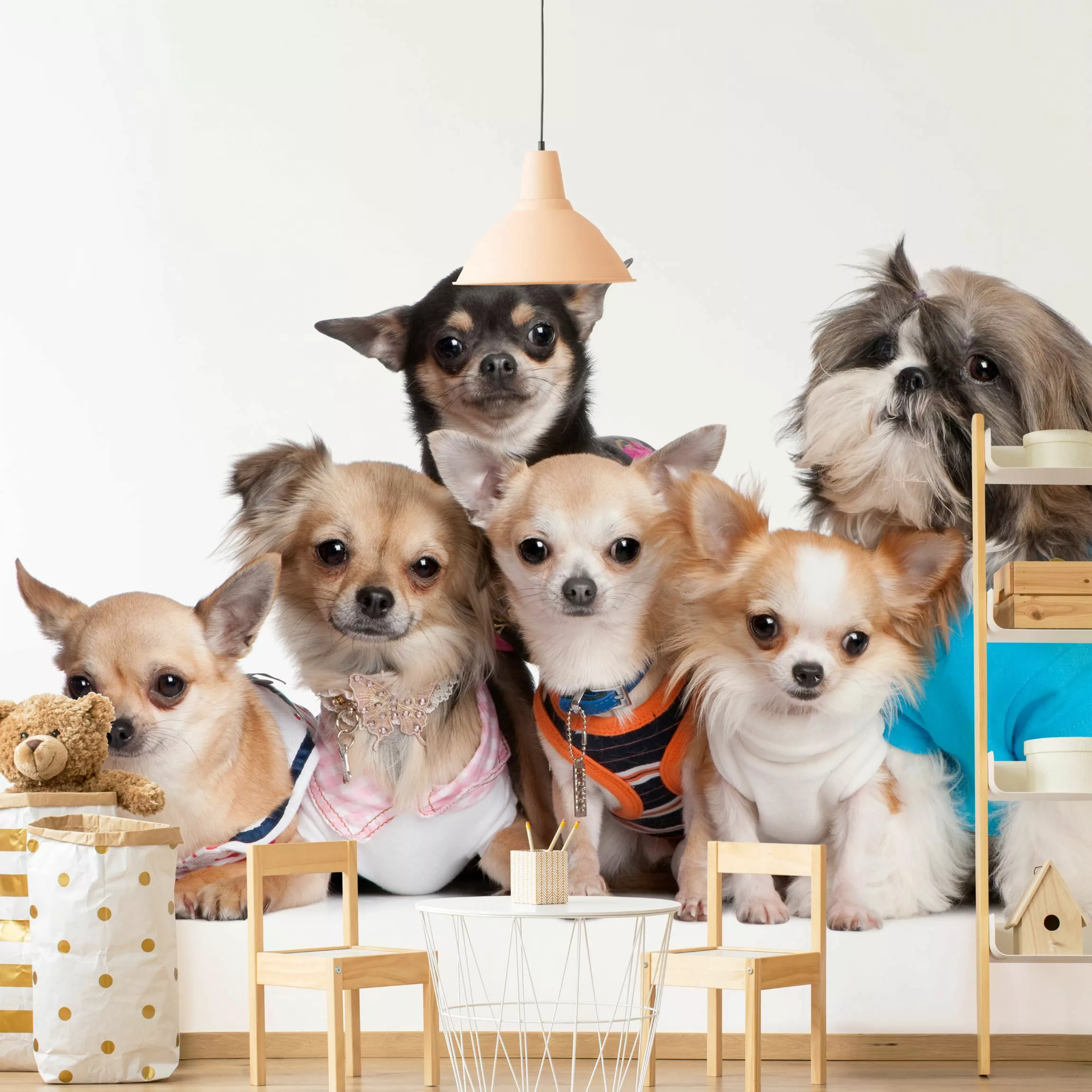 Bilderwelten Fototapete Fünf Chihuahuas und ein Shi bunt Gr. 192 x 192 günstig online kaufen