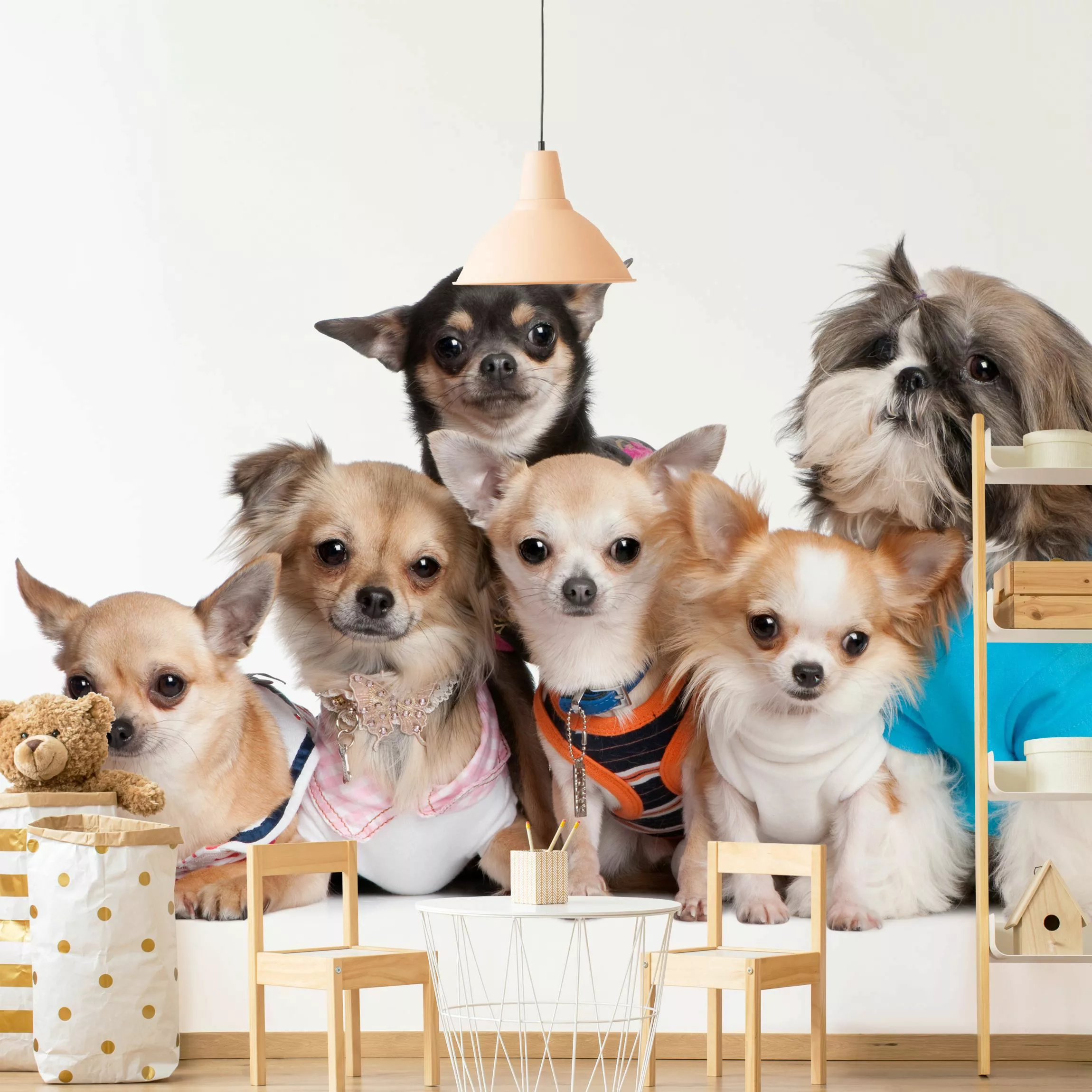 Fototapete Fünf Chihuahuas und ein Shi günstig online kaufen