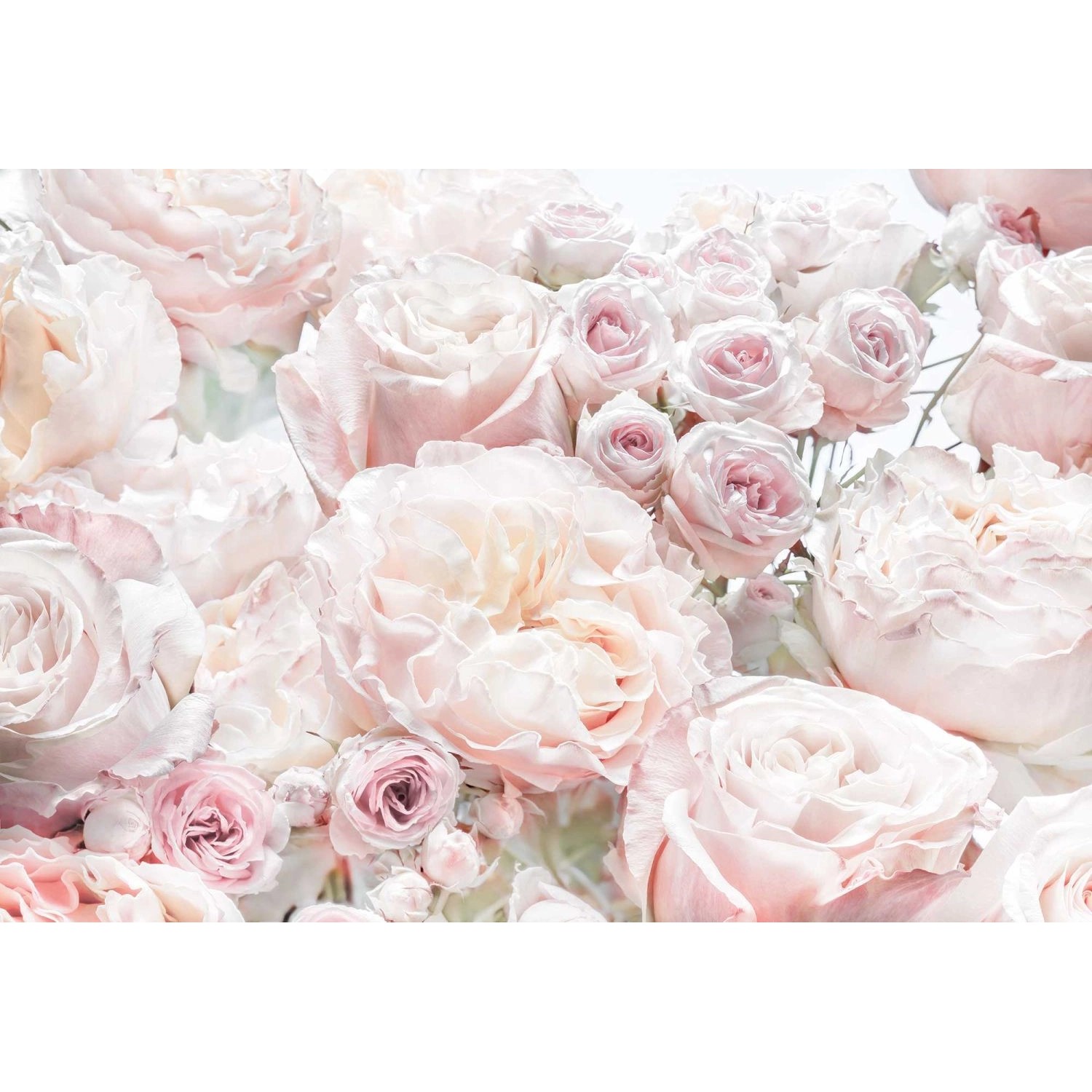 Komar Fototapete Spring Roses Hellrosa 368 x 254 cm 611041 günstig online kaufen